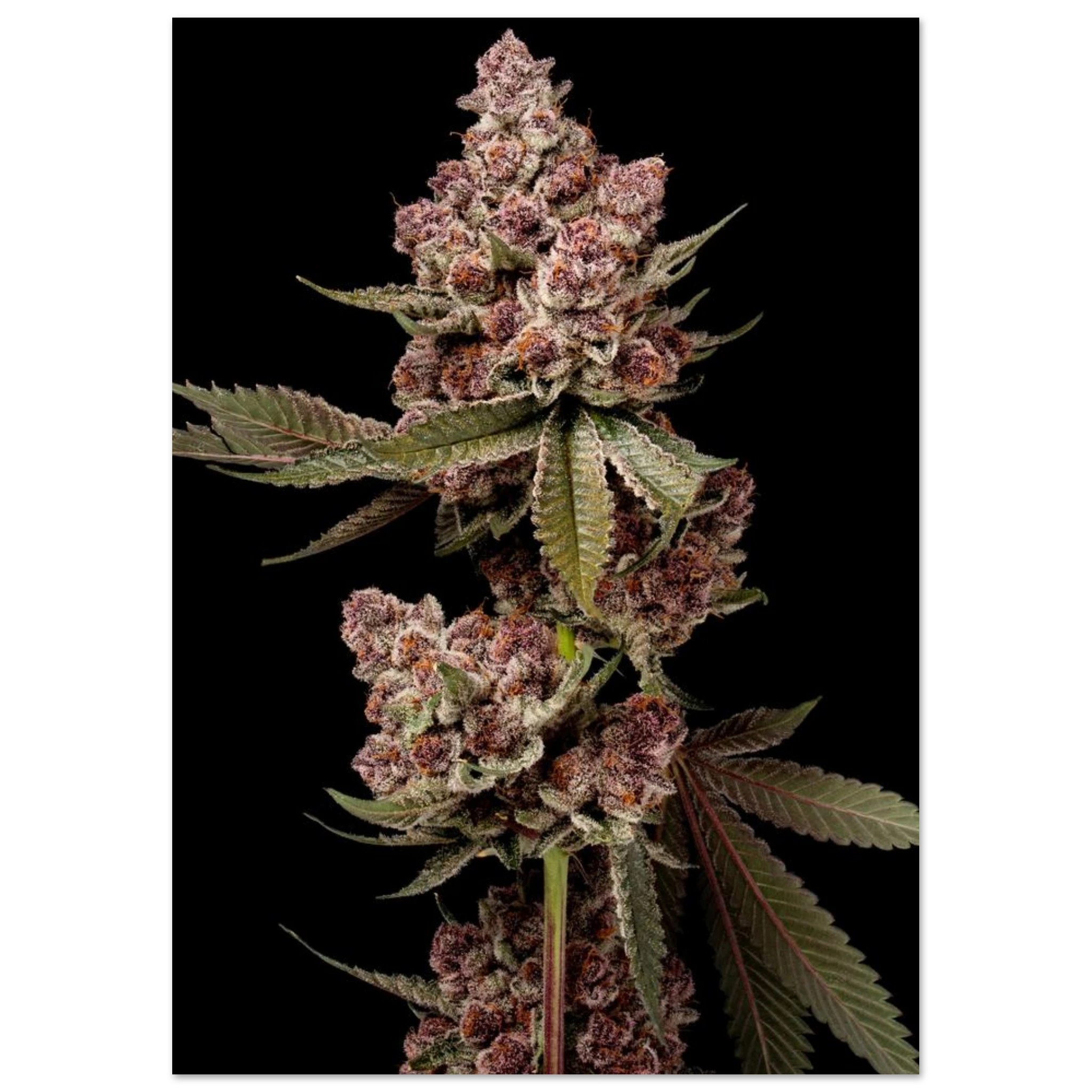 b5ebc6af-8c39-4021-9fe2-7fd5a177c788