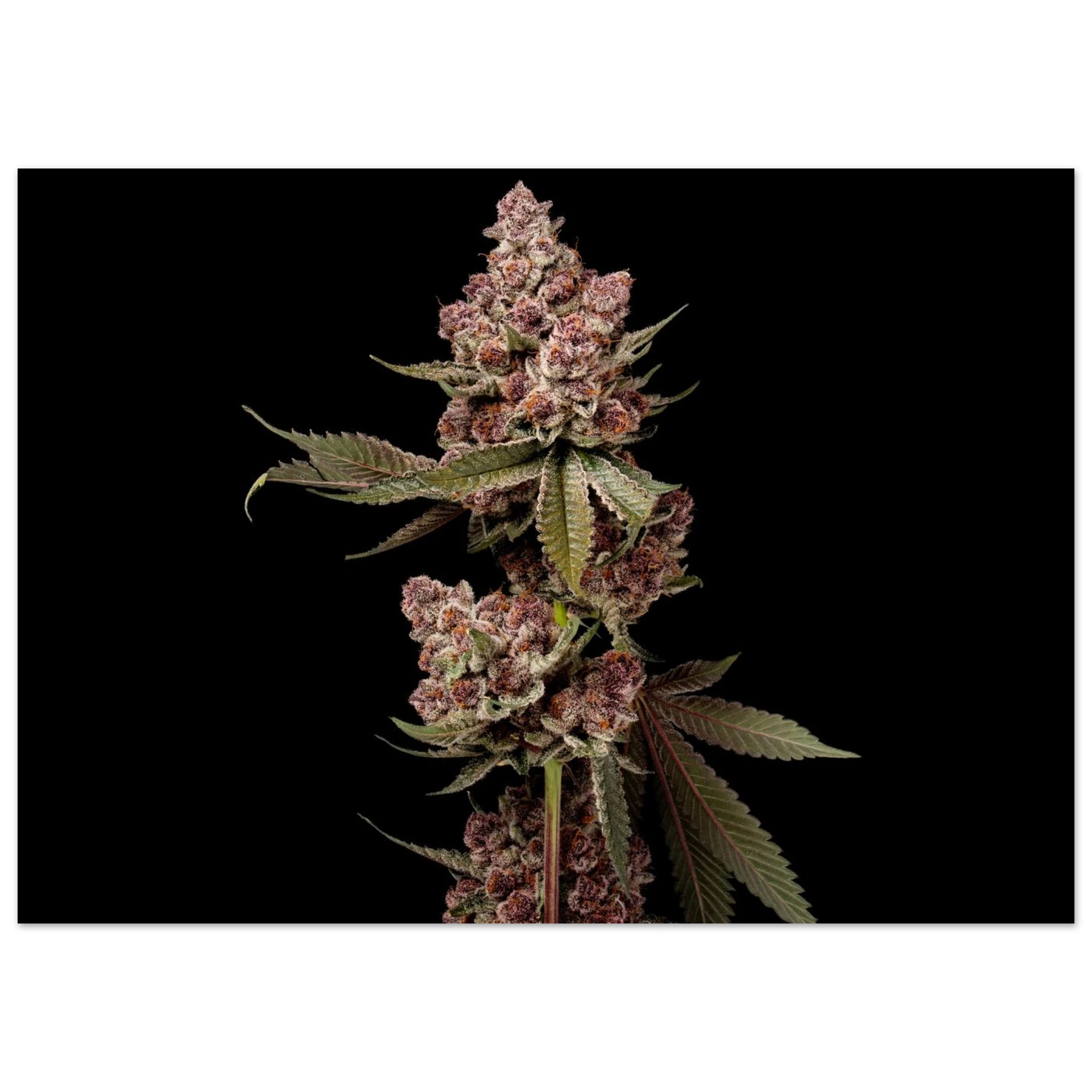 b65df4b9-ca1e-489c-8807-c568d7930d25