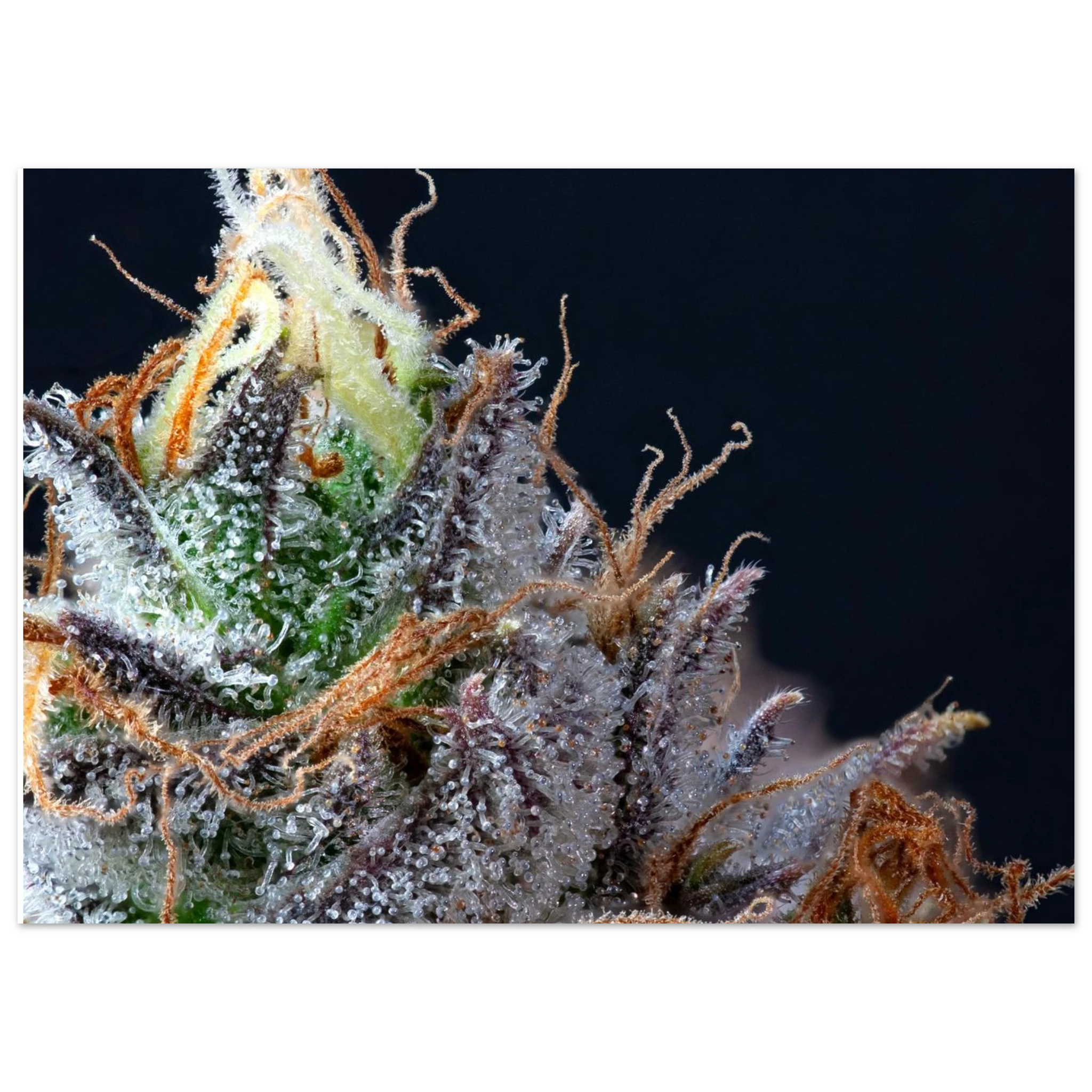 b673450c-b7f1-4cbb-ba17-51dcd05a1641