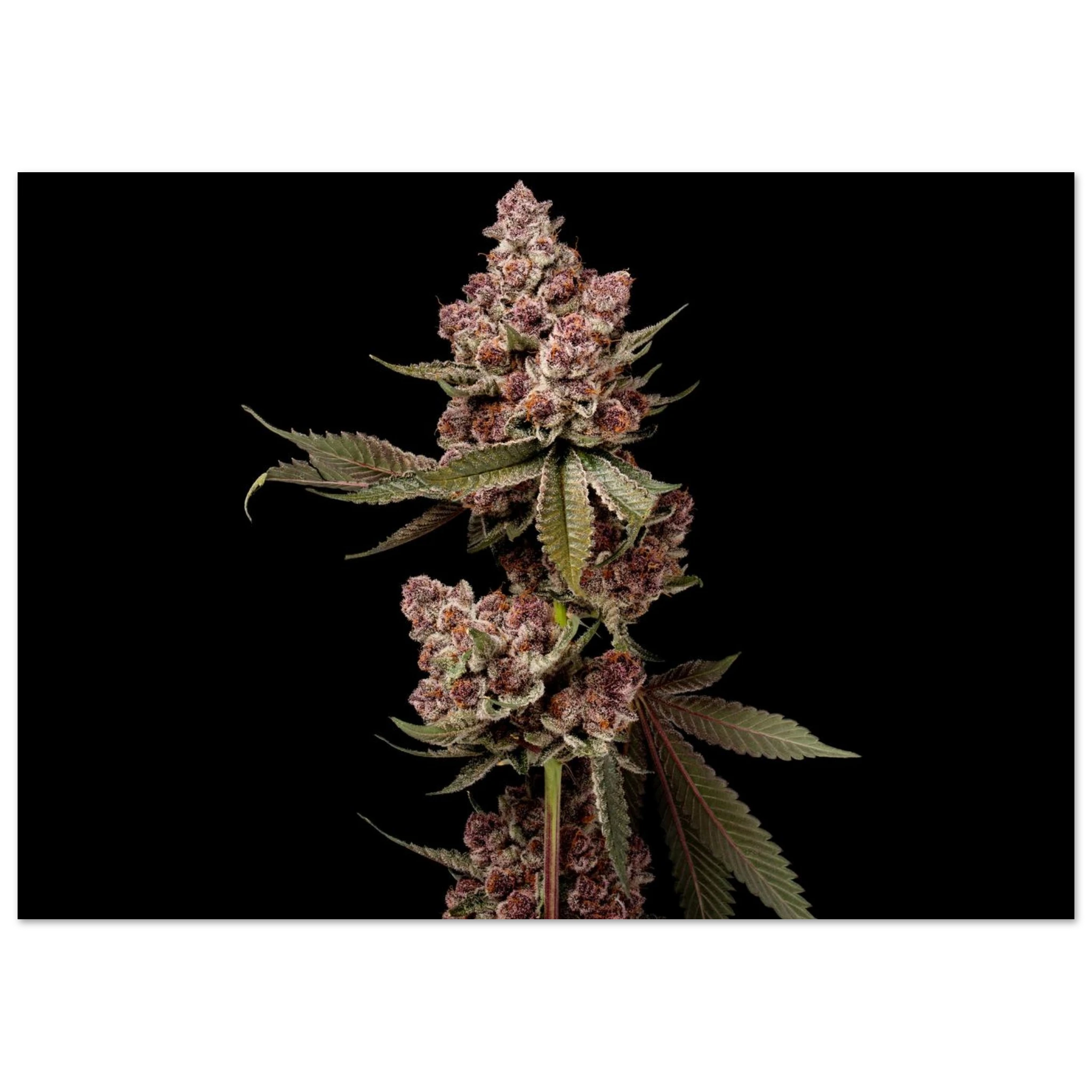 b80f073d-8307-4455-b268-6c3ad403e3ee