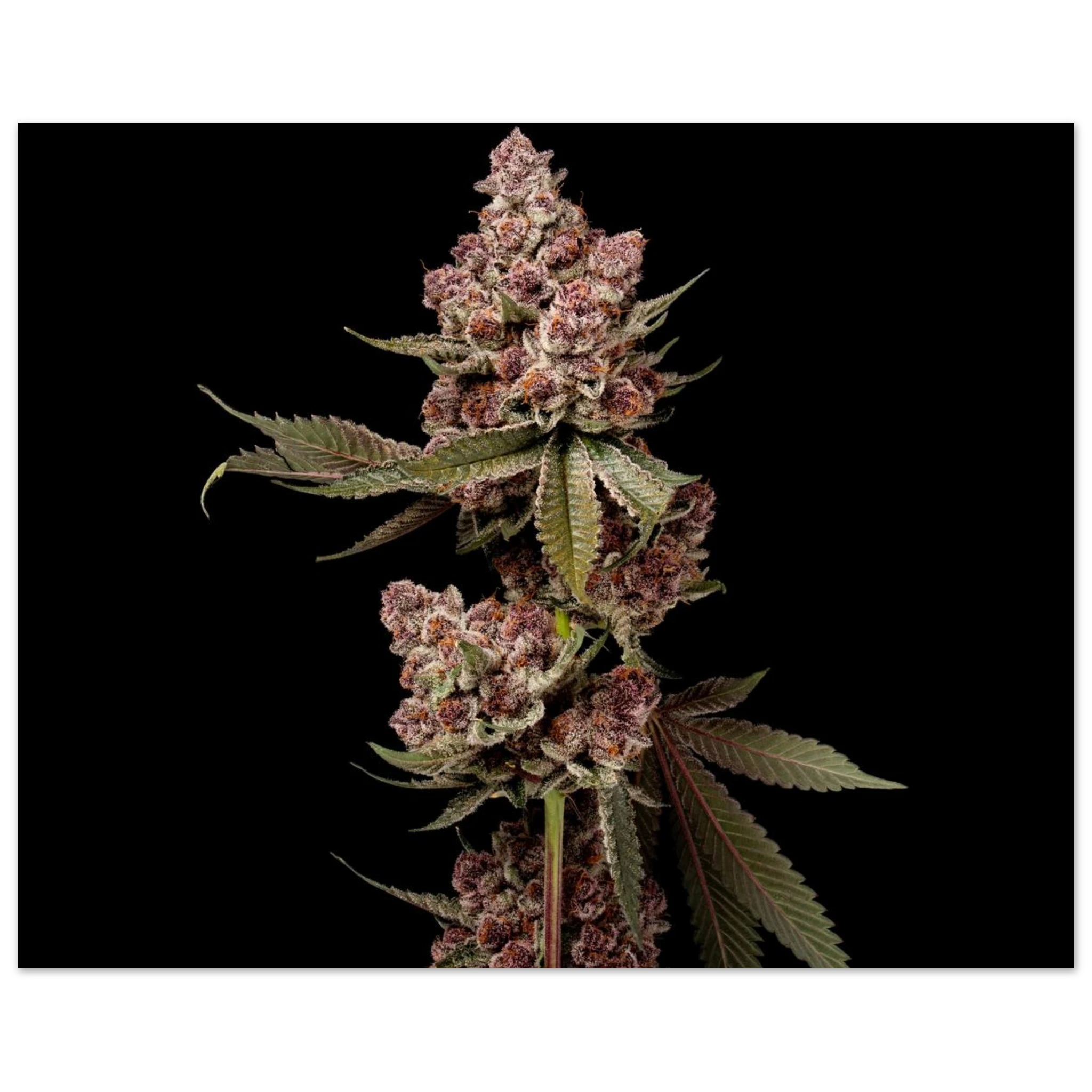 bcc49ee5-0e10-4210-93cd-d053a2412cc2