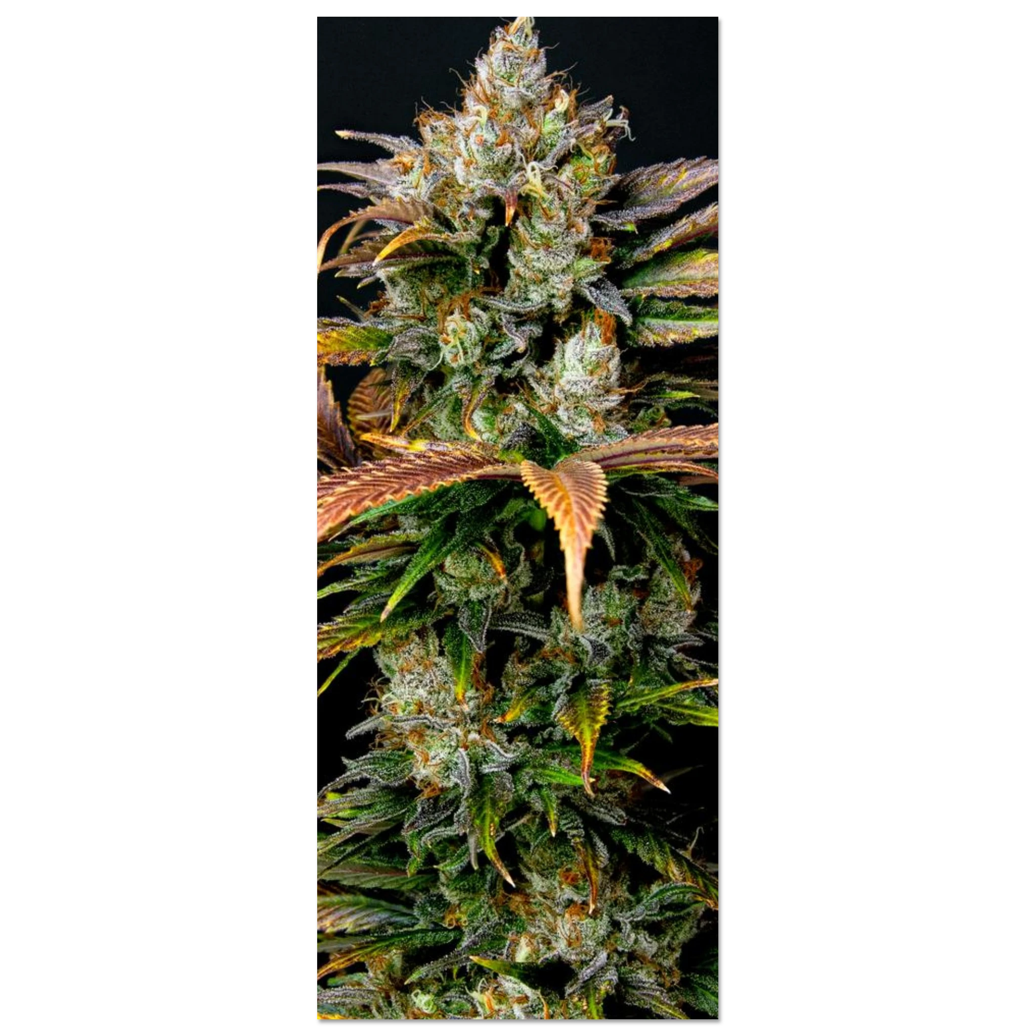 bf5ee3c1-edec-45b4-b4ce-f1157baea2a1