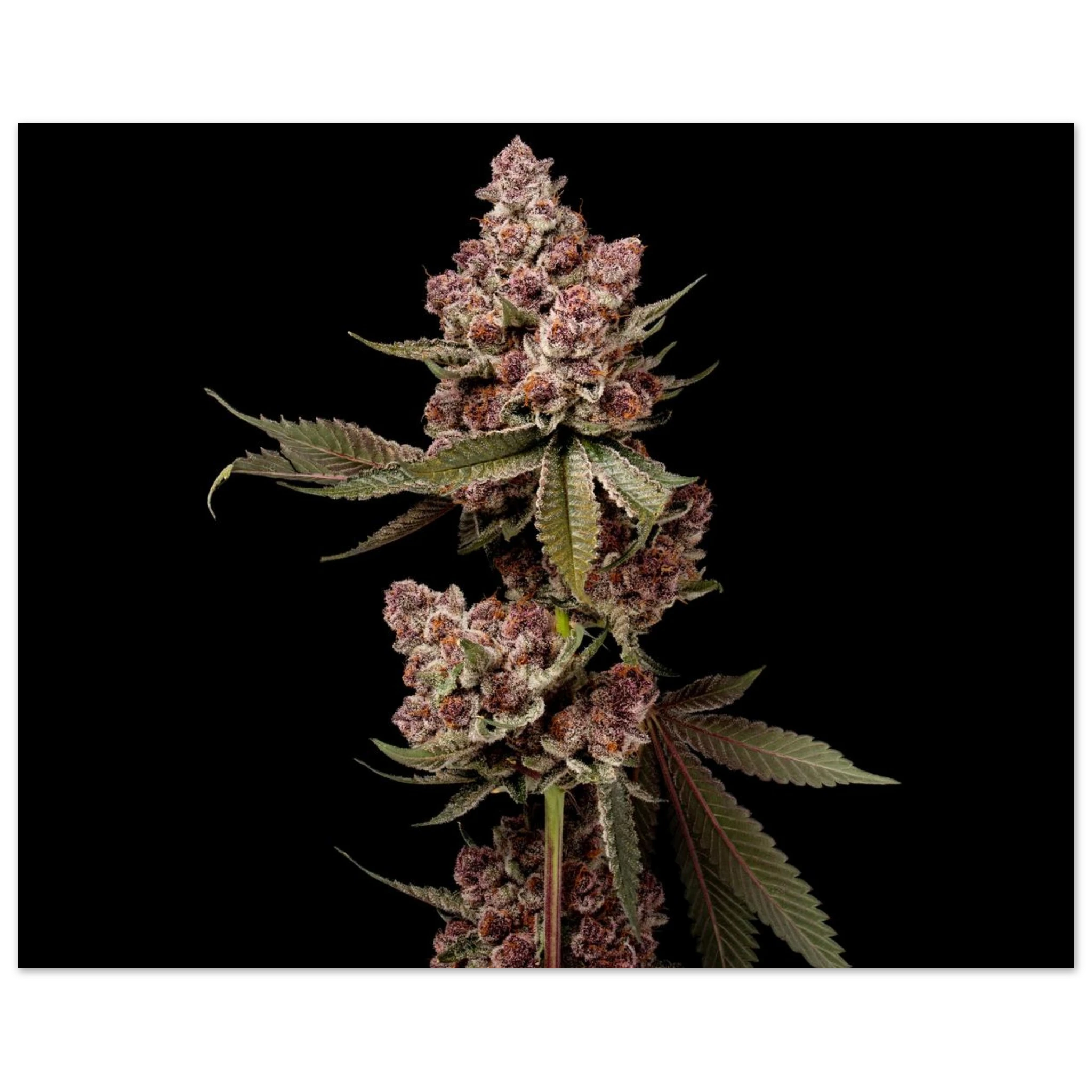 bf76eae0-6a34-43bc-af2b-43232d746bc0