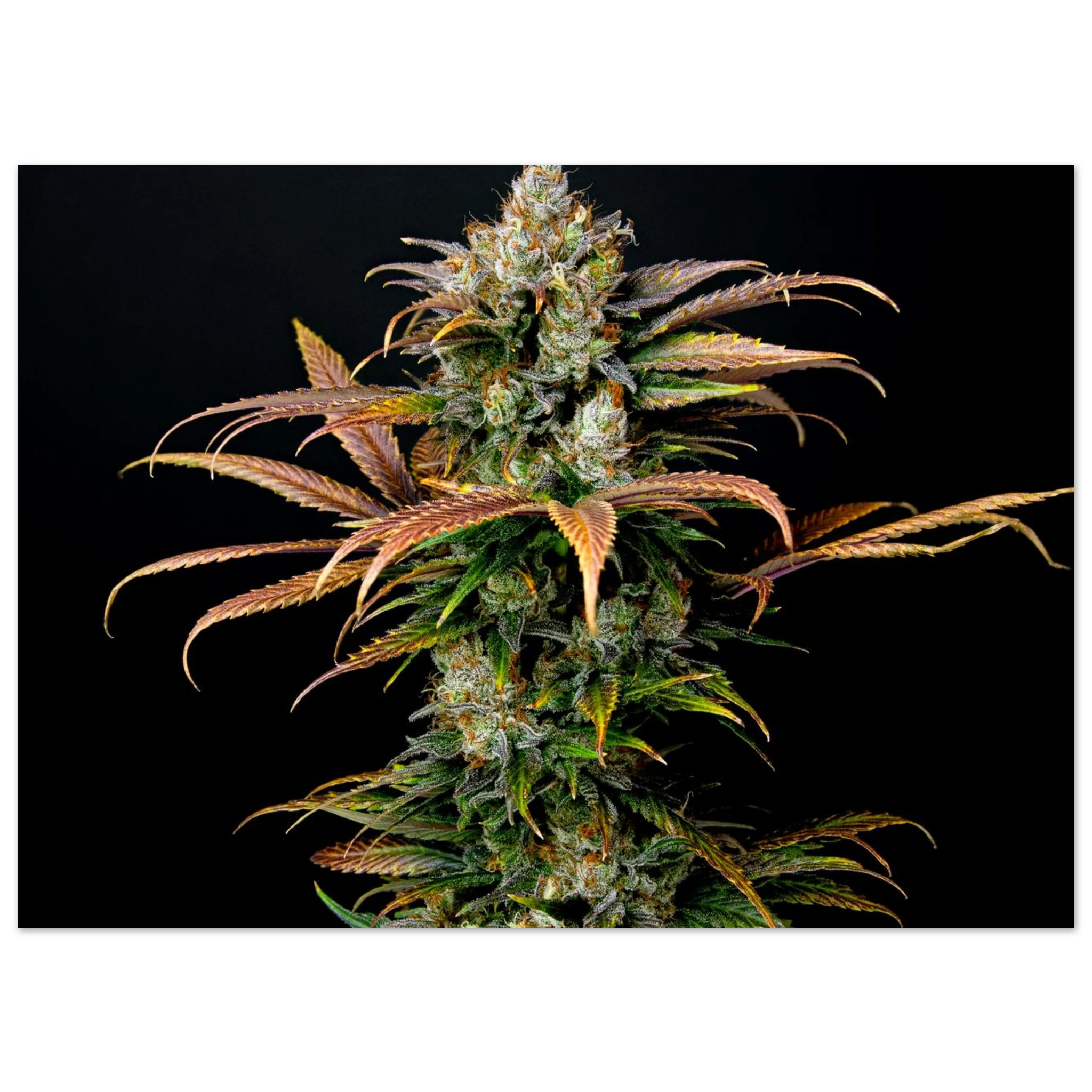 c23d3f53-05c8-449c-9ed6-22606af4e614