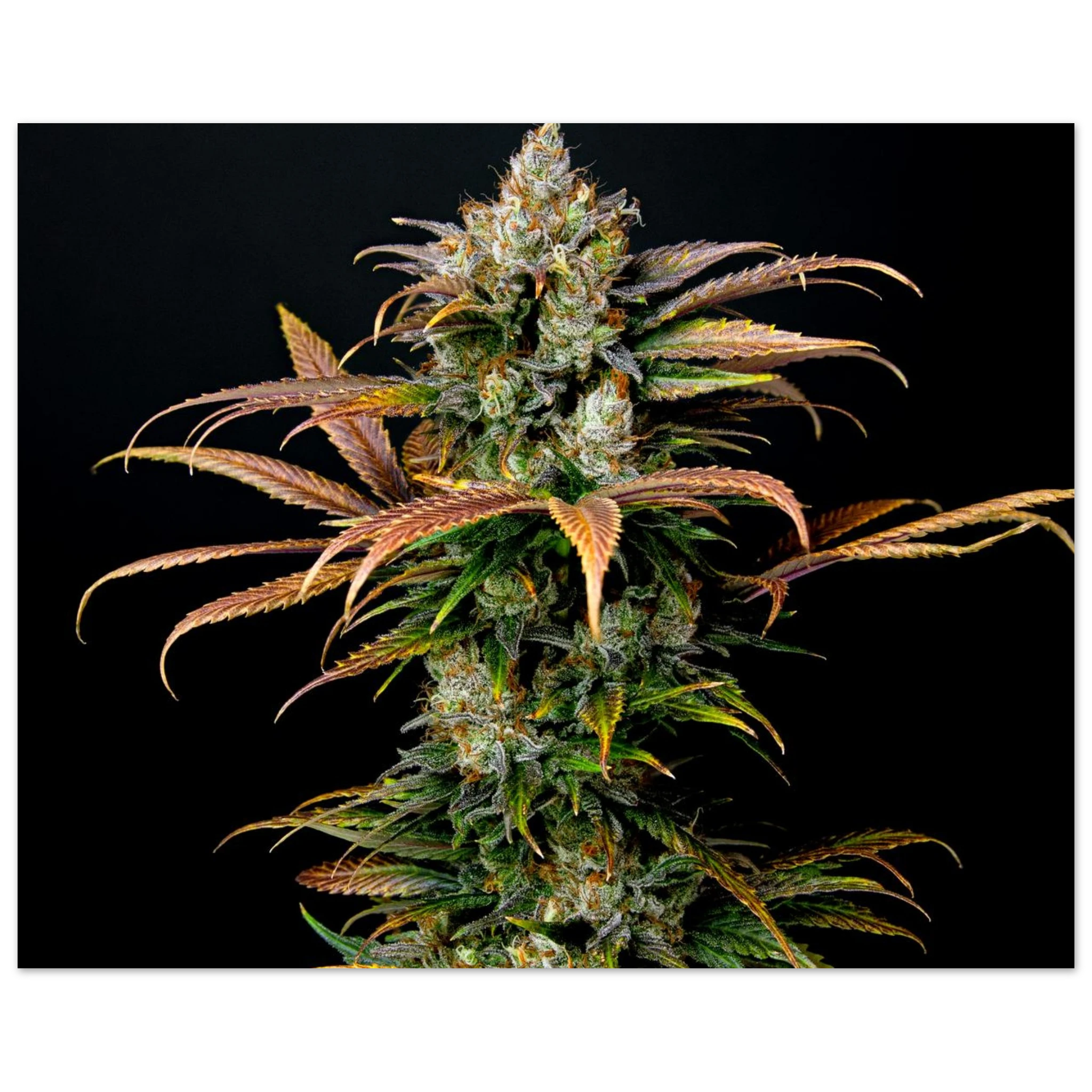 c2e3c574-9a3e-450c-bf0e-8625c537aa18