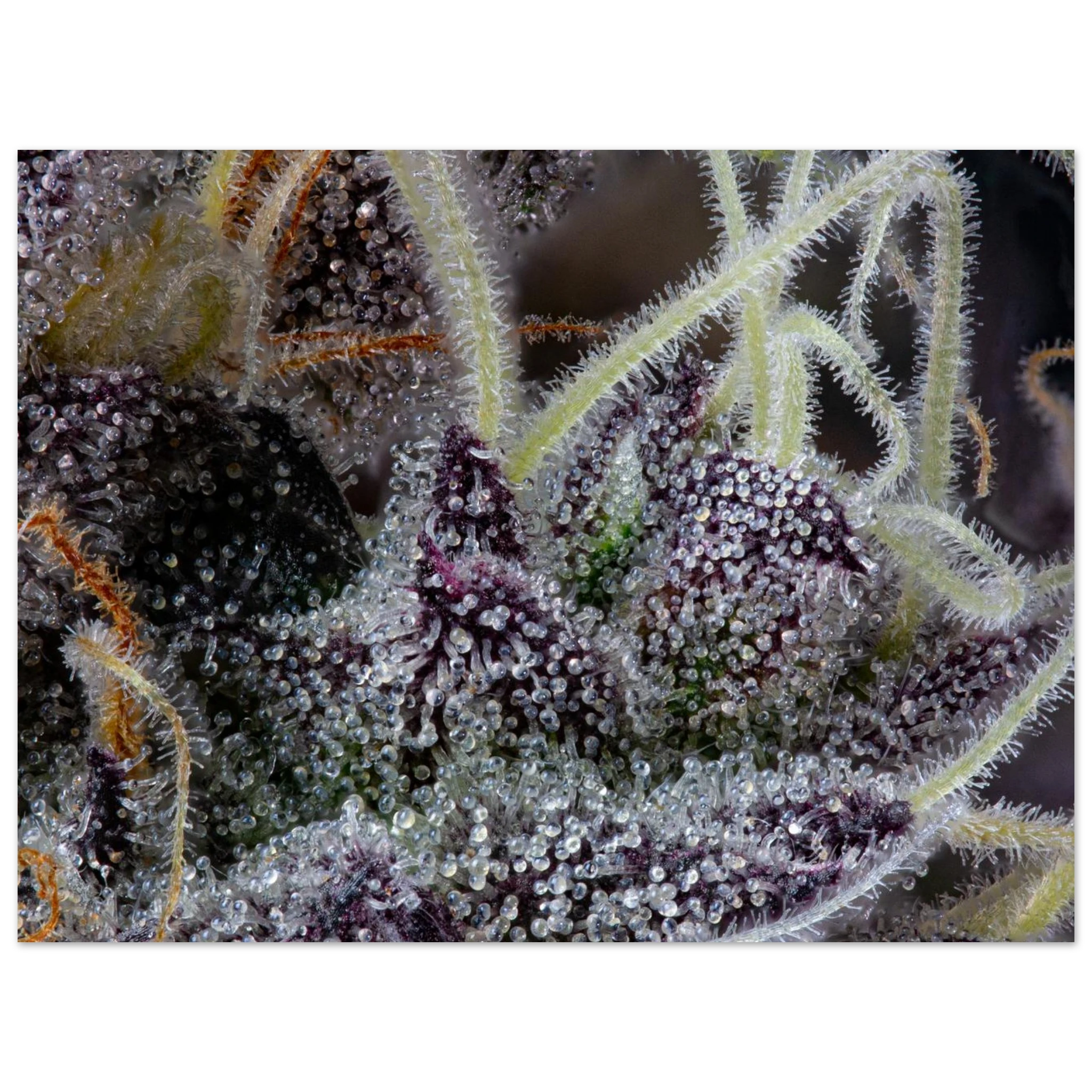 c3bc363e-c8c5-438b-91e3-5bb56c7fdd91