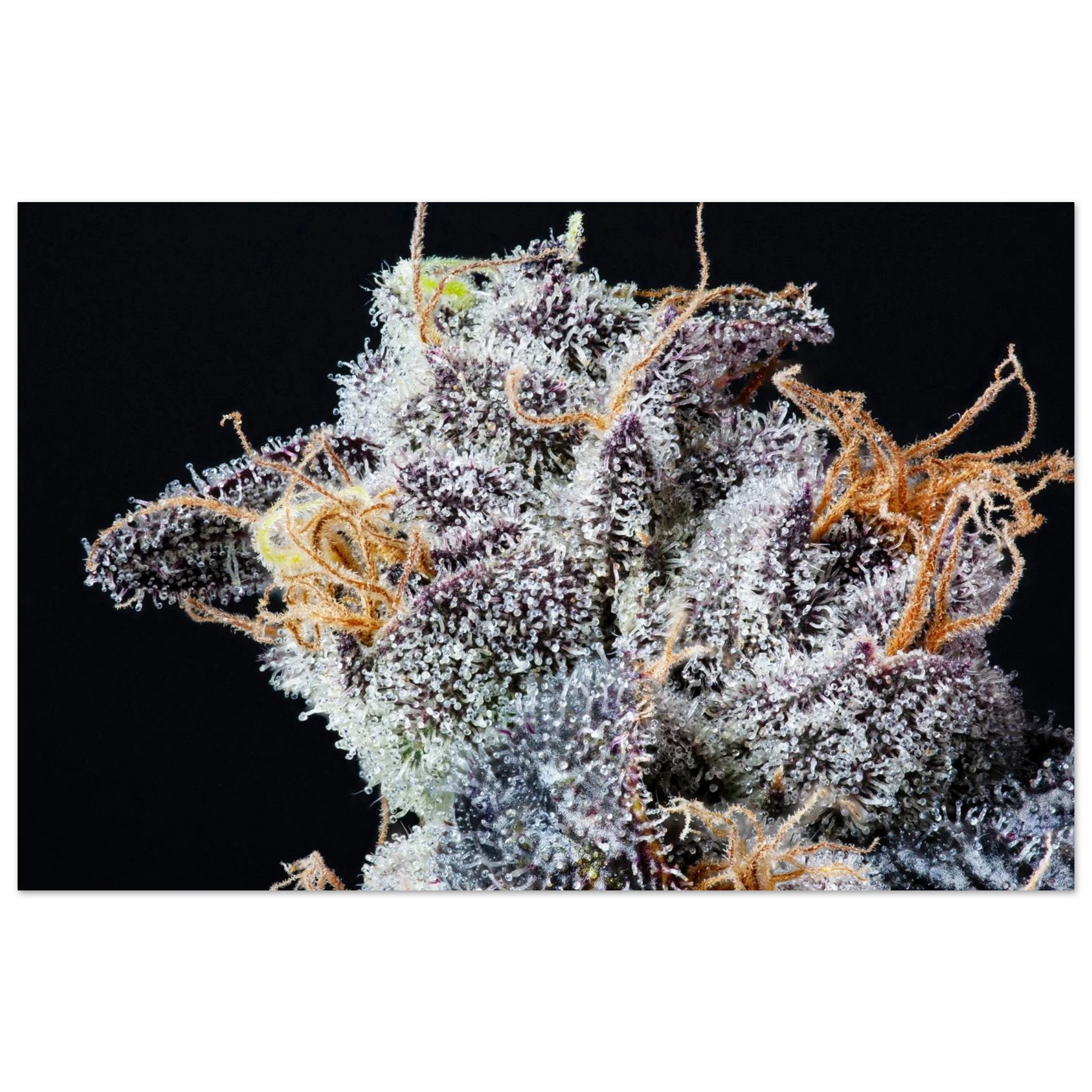 c5ca19b4-52fd-4707-a734-99a04cf8d9ab