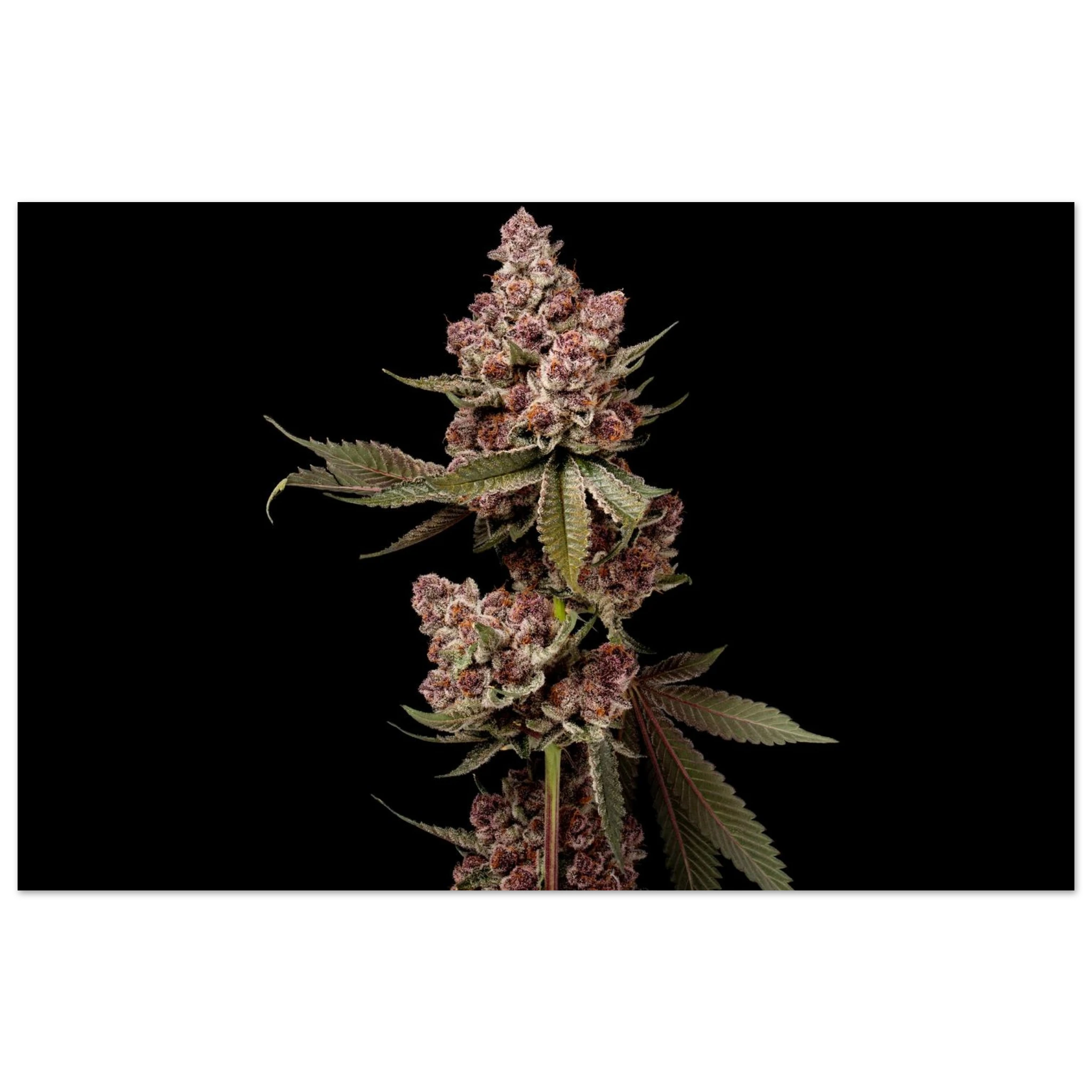 c7964b69-6db2-4ed8-bba6-ac724ba01c39