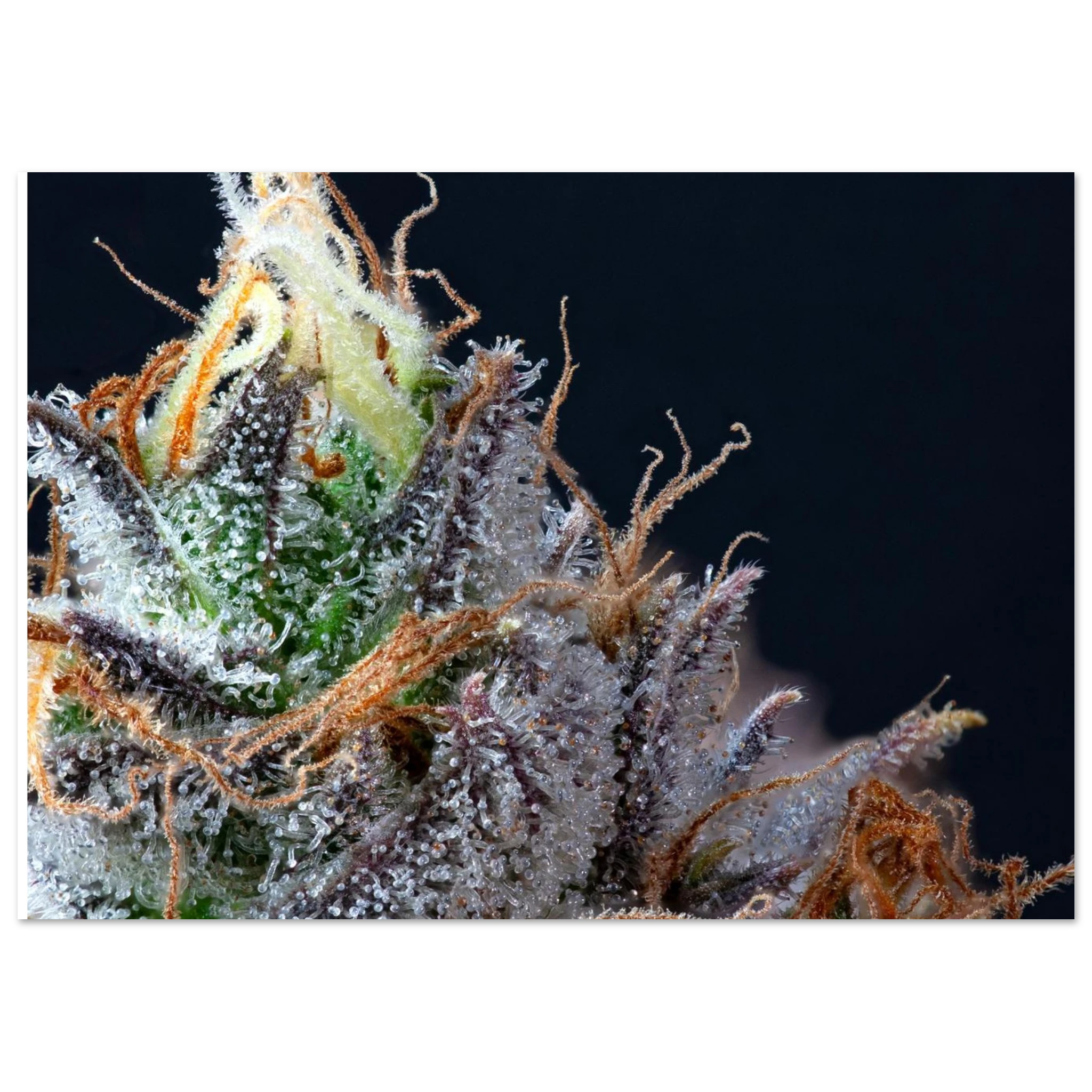 c987e436-4cde-4ef7-a002-ca56f931eb6e