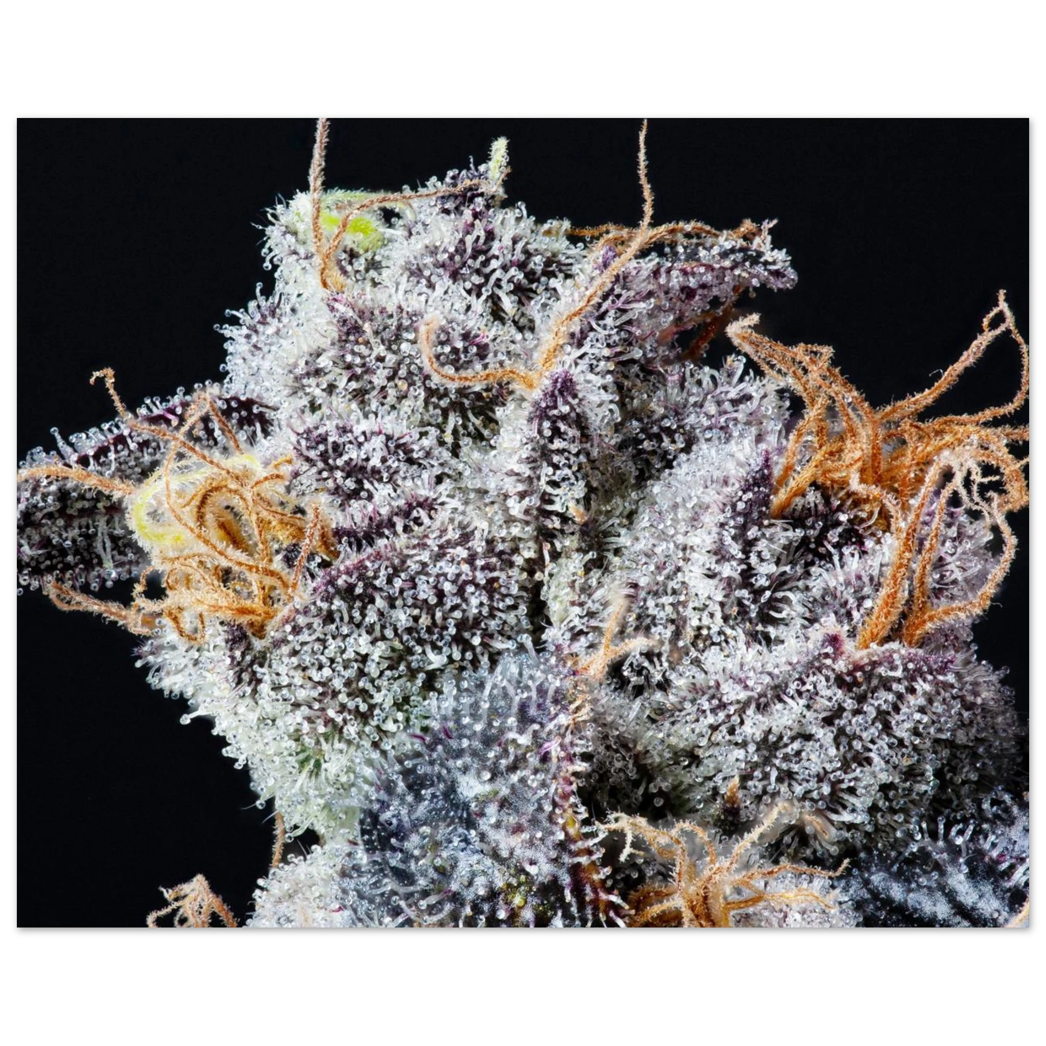 ca4aa5da-fd30-421e-a643-0170c304bbcc