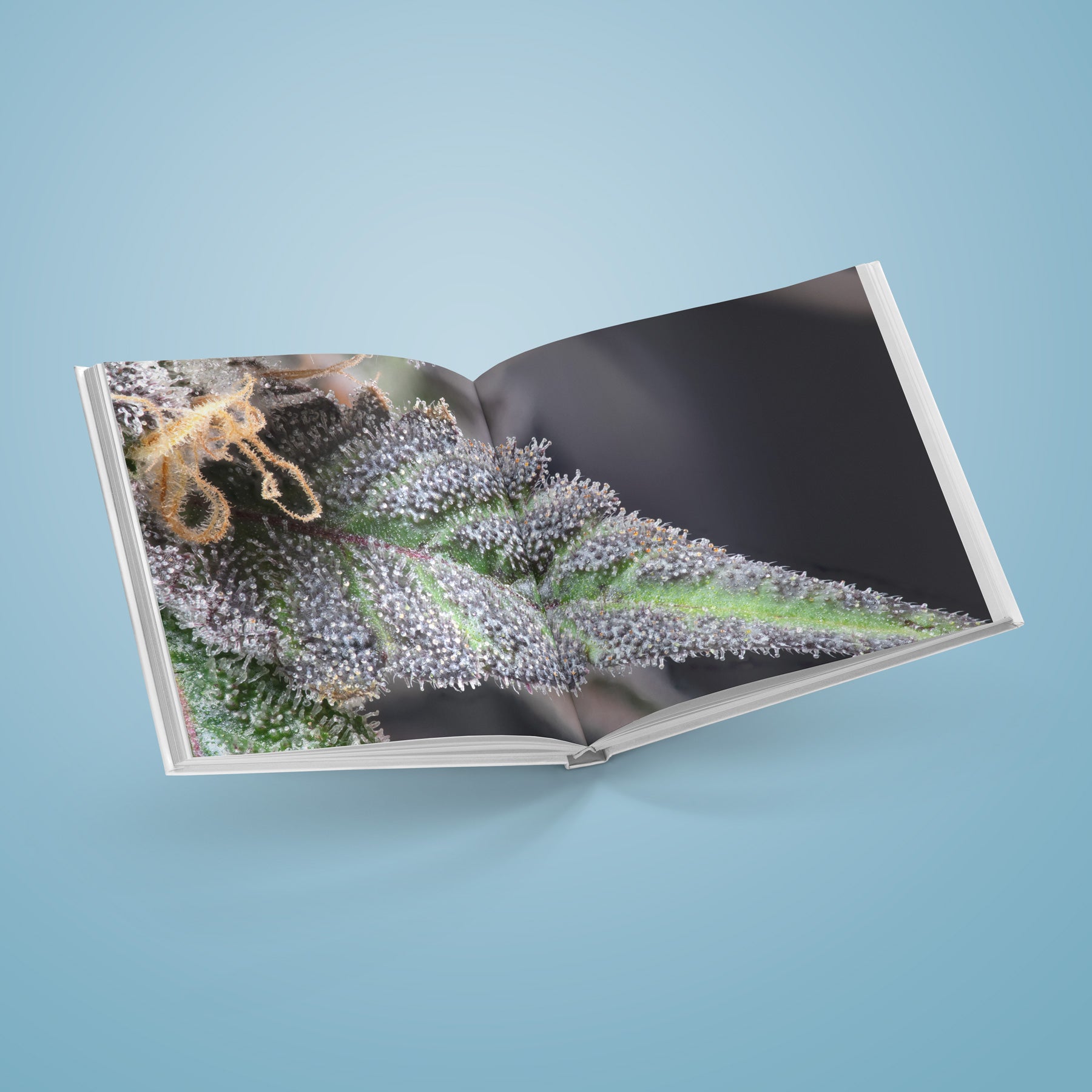 cbf3499a-0c1f-45d2-a852-ce94359f00d4