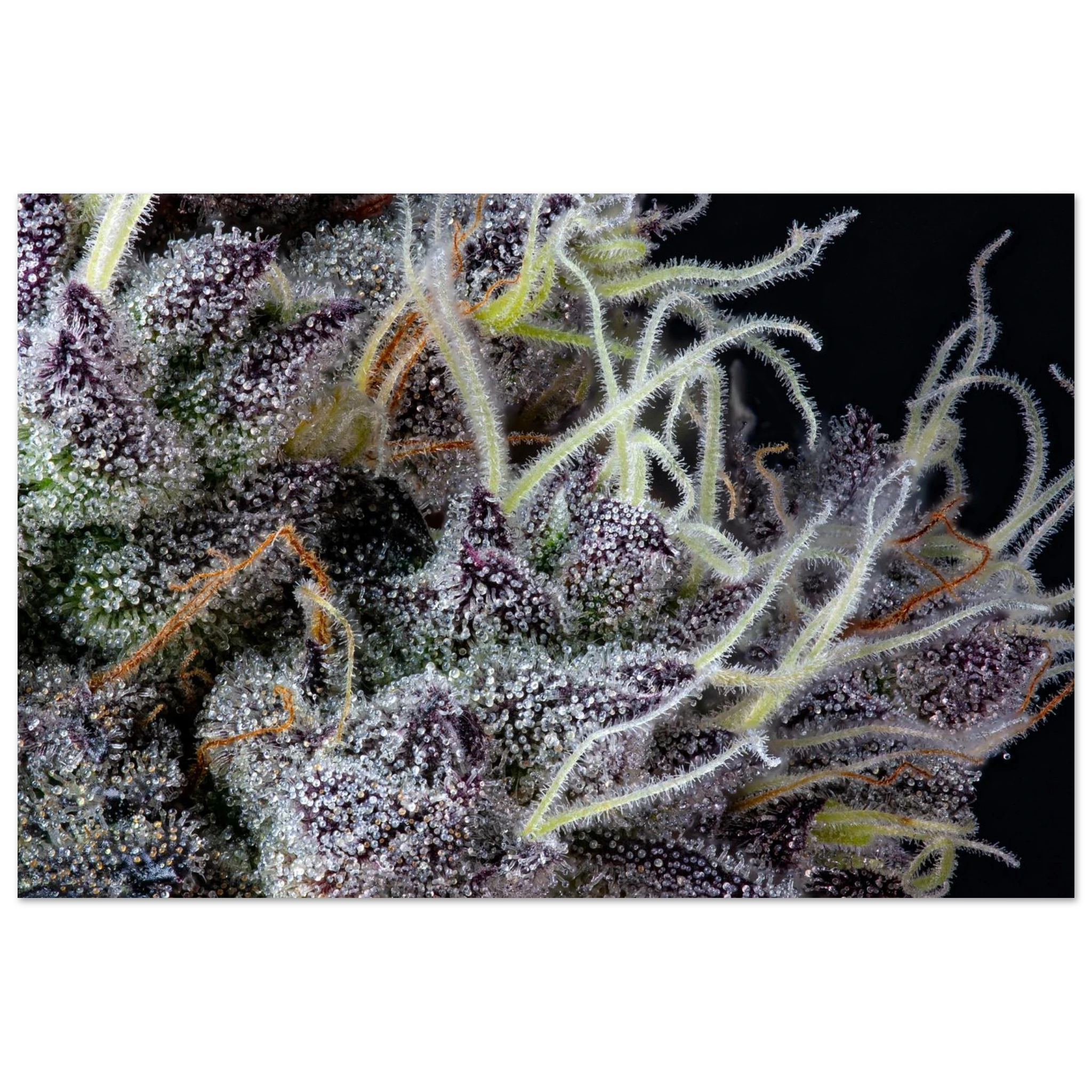 ce19b5a8-0652-463e-a005-076687528d35