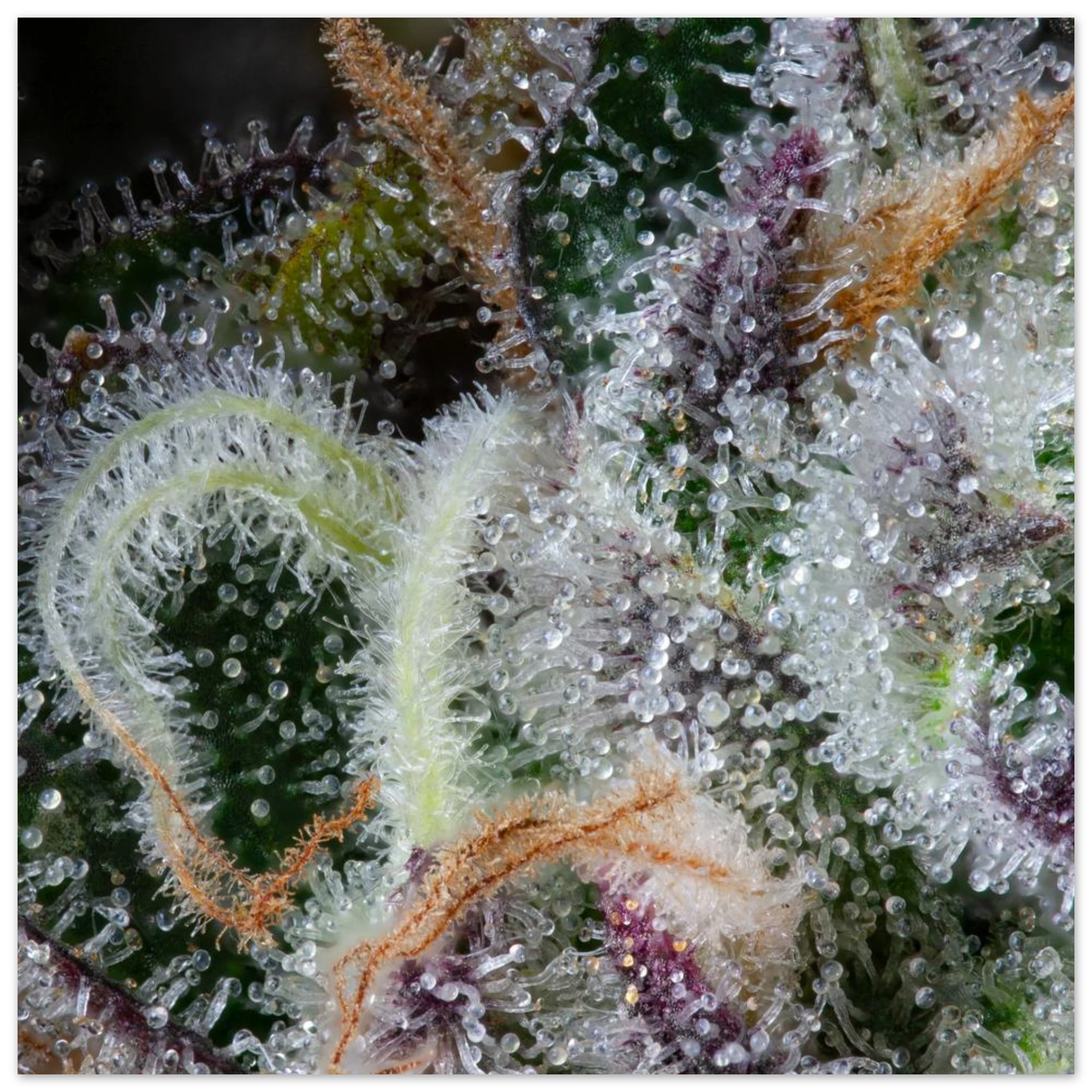 d2212e60-350a-401c-aaf4-47e375595758