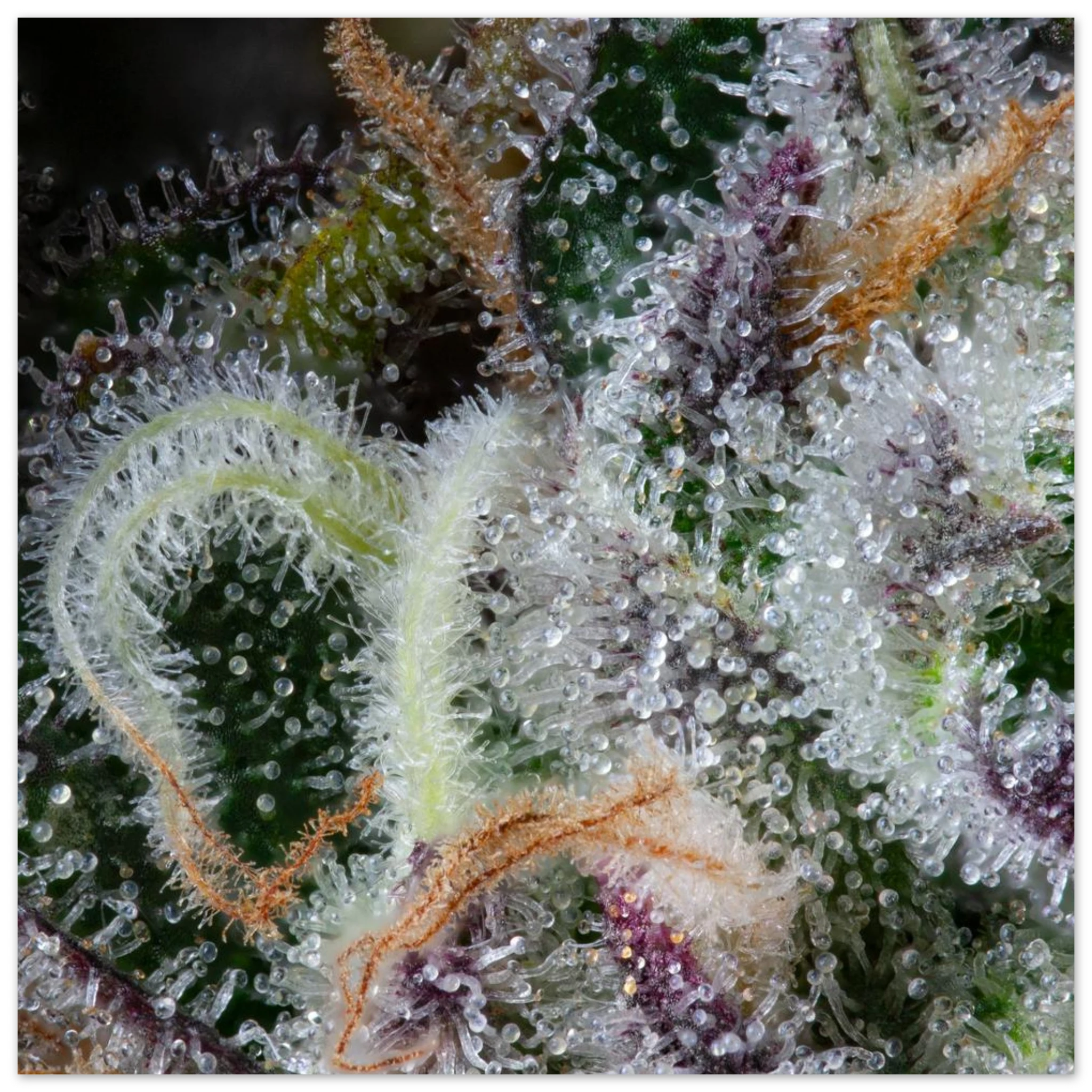 d46125e3-4707-48ca-8703-c8e7d693a77e