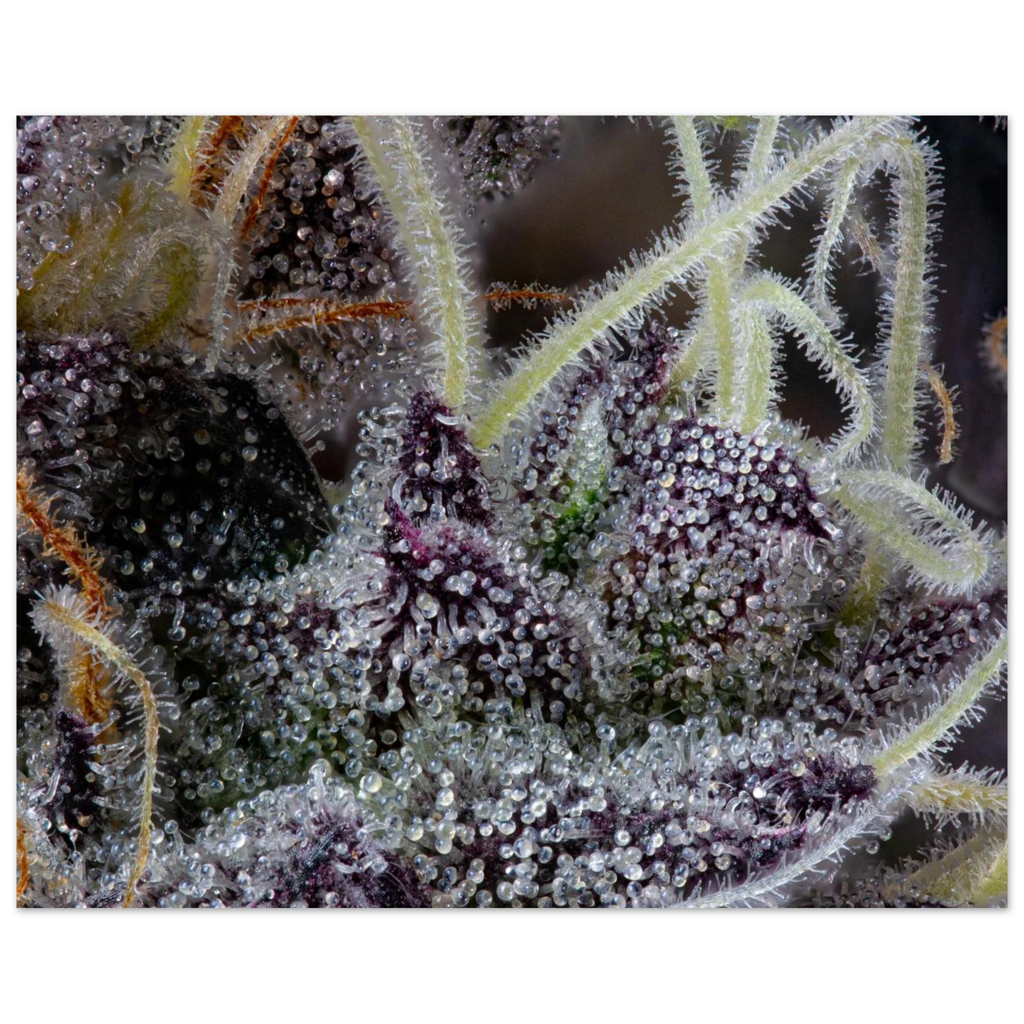 d5dbb7da-2dfa-4d74-bff3-531f53149aef