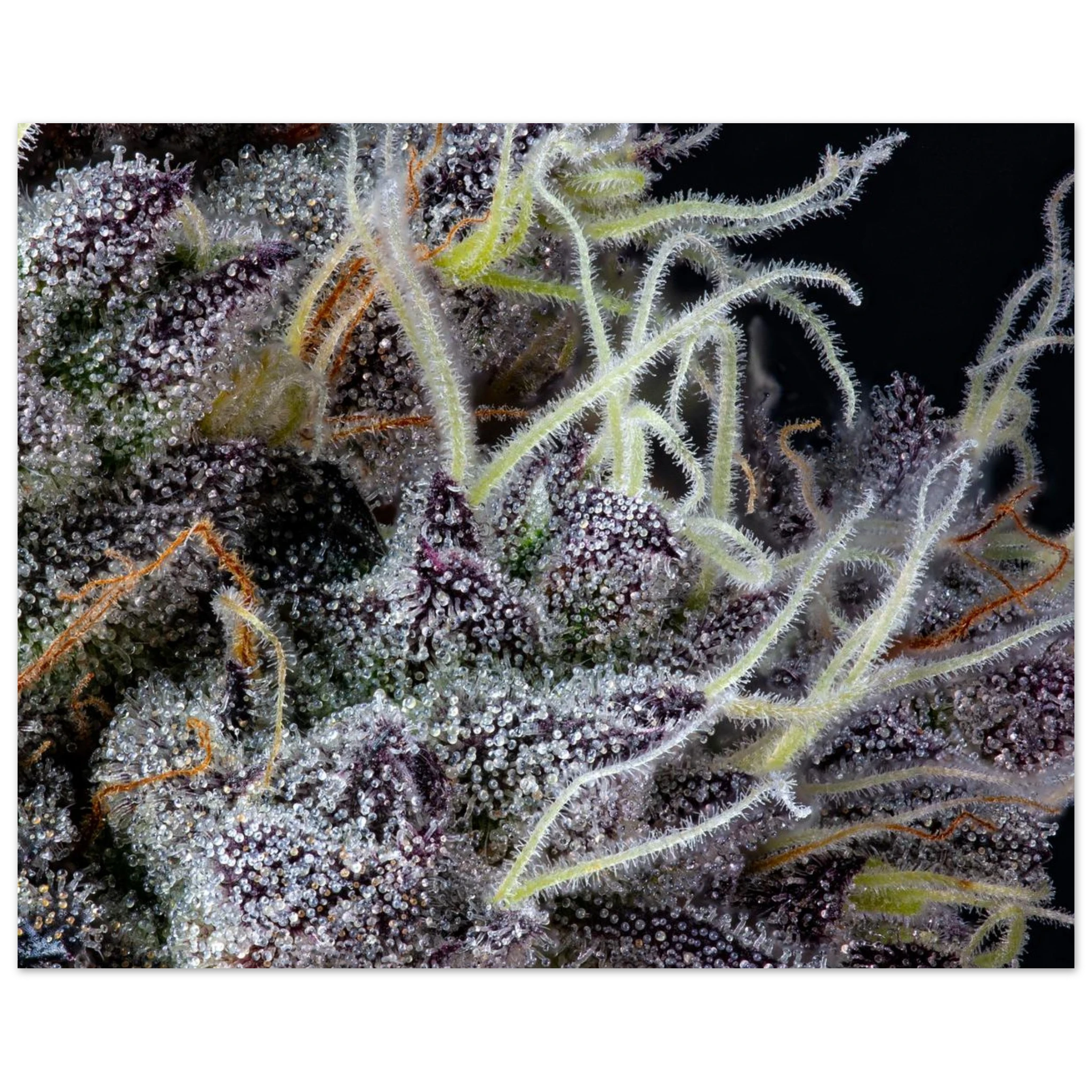 da6a8705-1eff-41ca-839b-7d32dcc55726