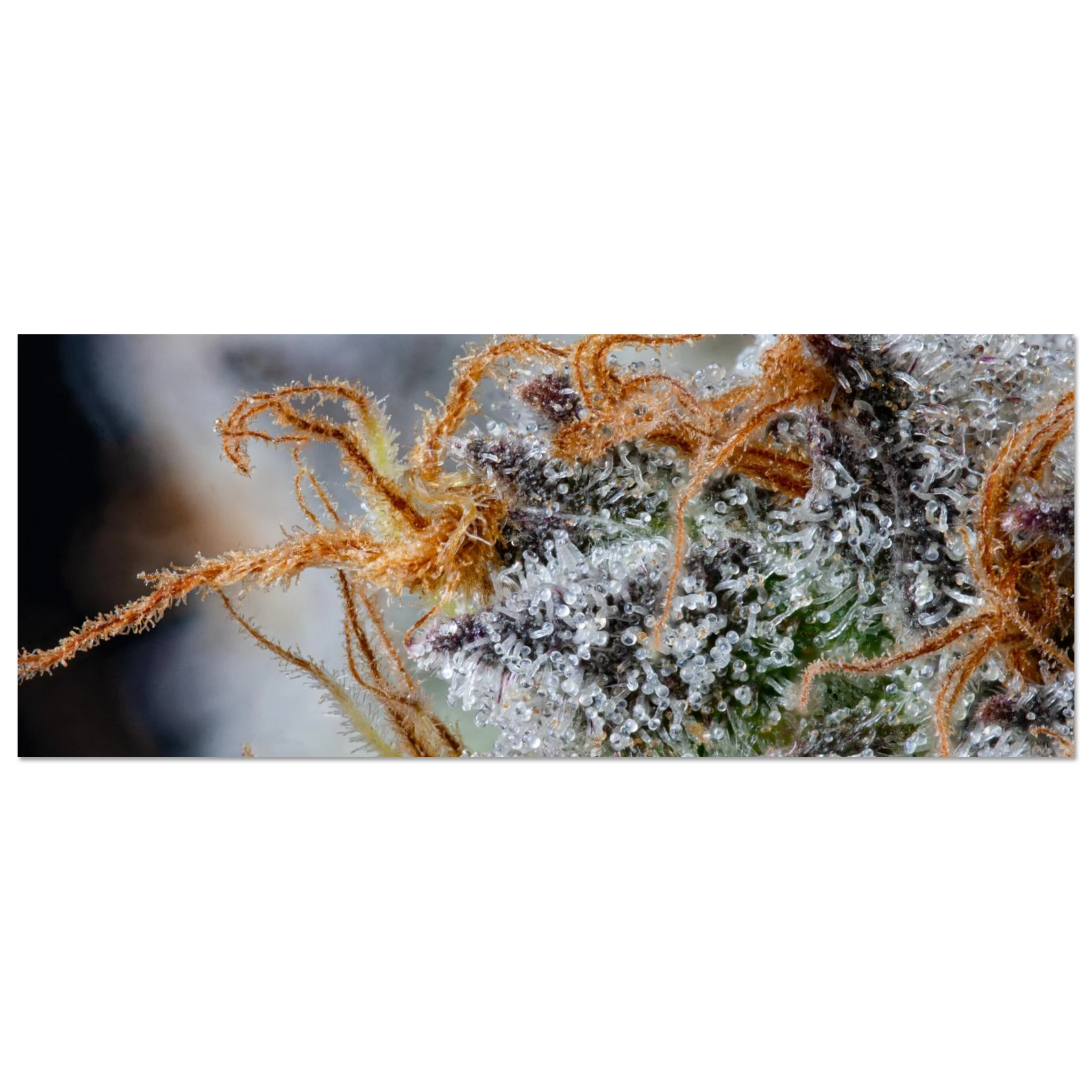 db02ccbb-a49f-4b9e-b399-b094d8615518