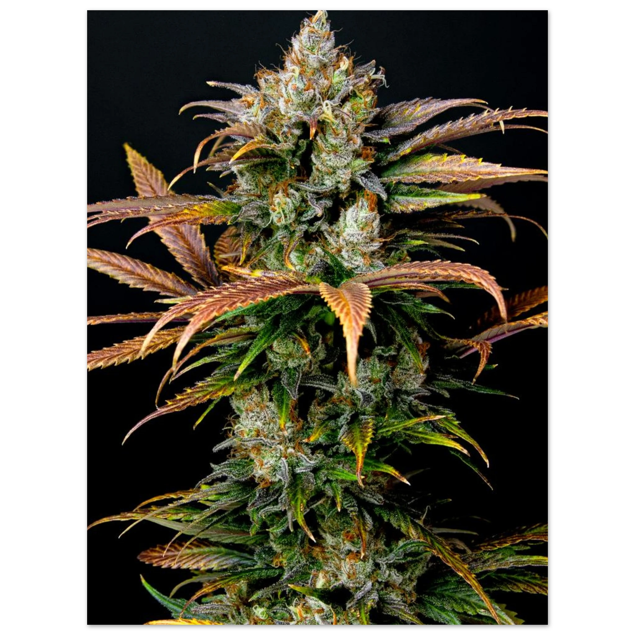 db6e323b-8c94-4ef1-a76b-40828ed44f3e