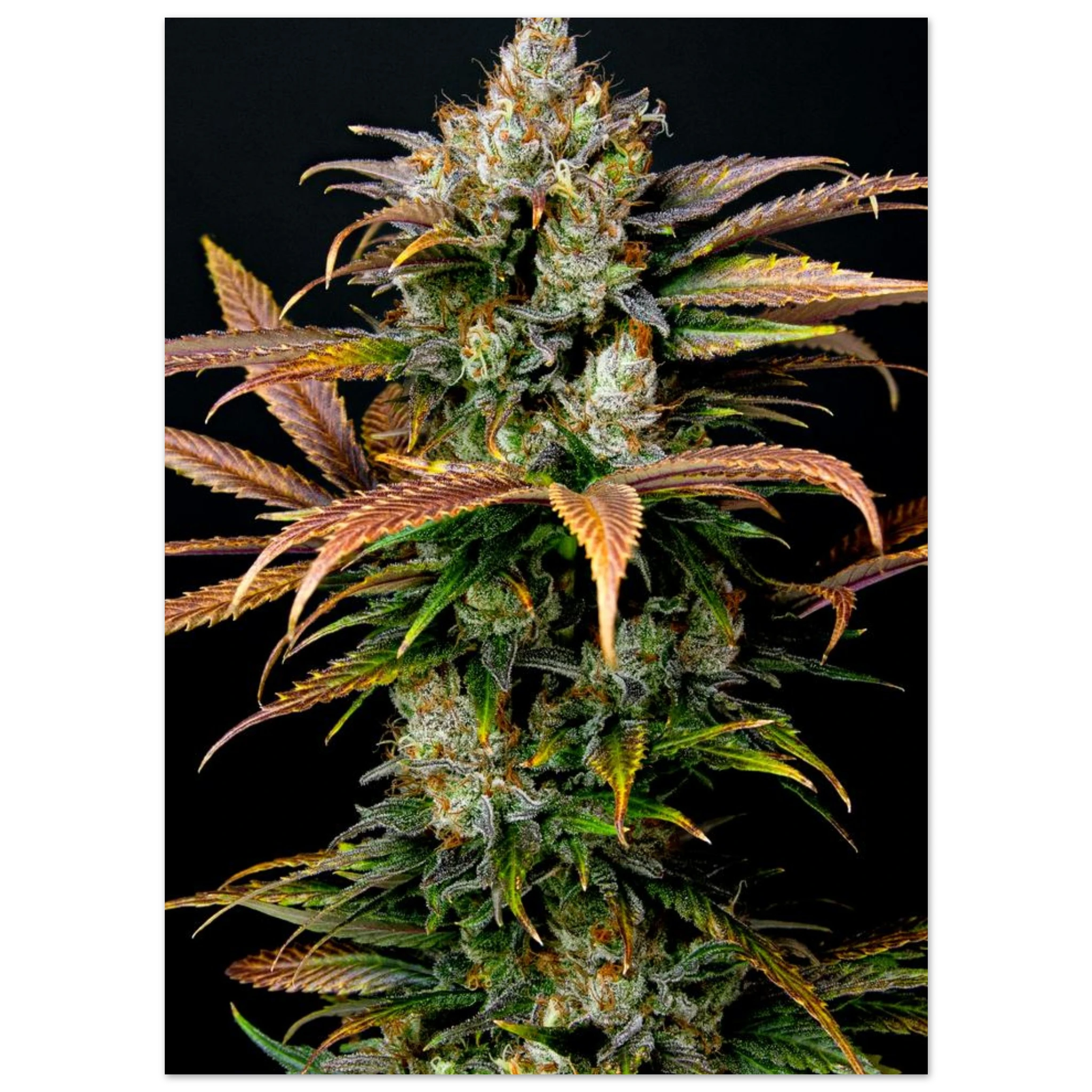 dbf26129-323c-44e0-bc9d-d1550a4e9990