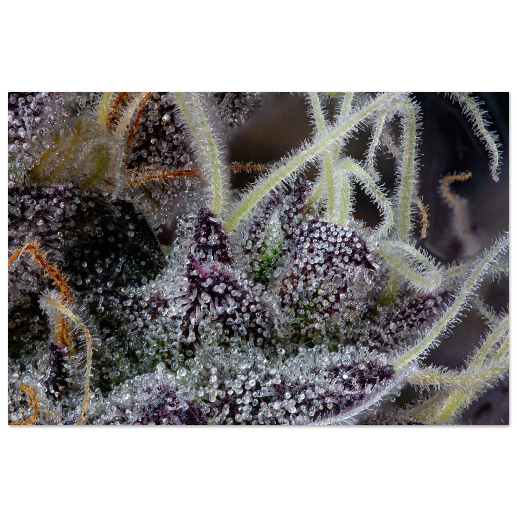 dbfd7578-d064-4d80-b588-aad851c372b9