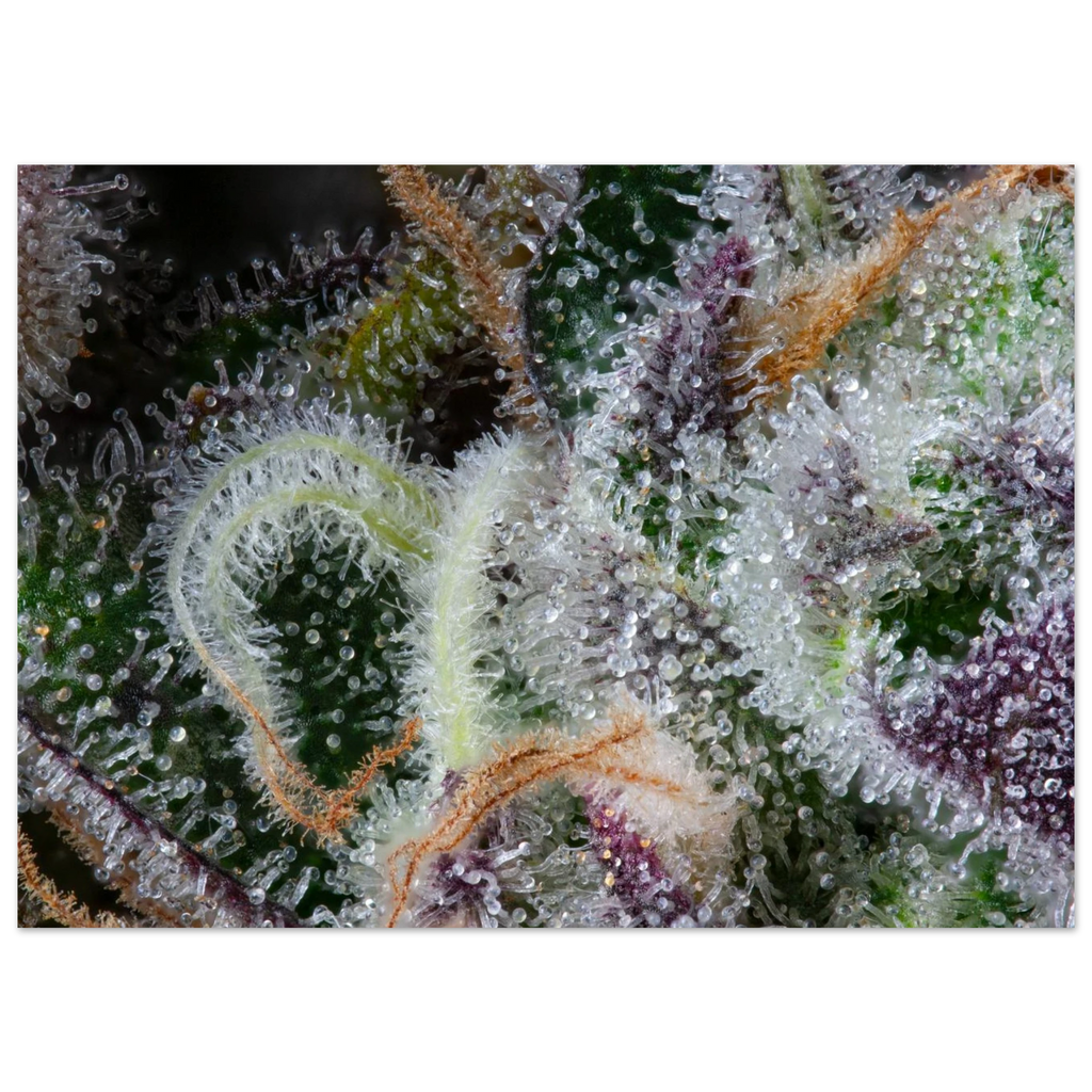 e0b566cd-0702-476e-a090-61698ac85b45