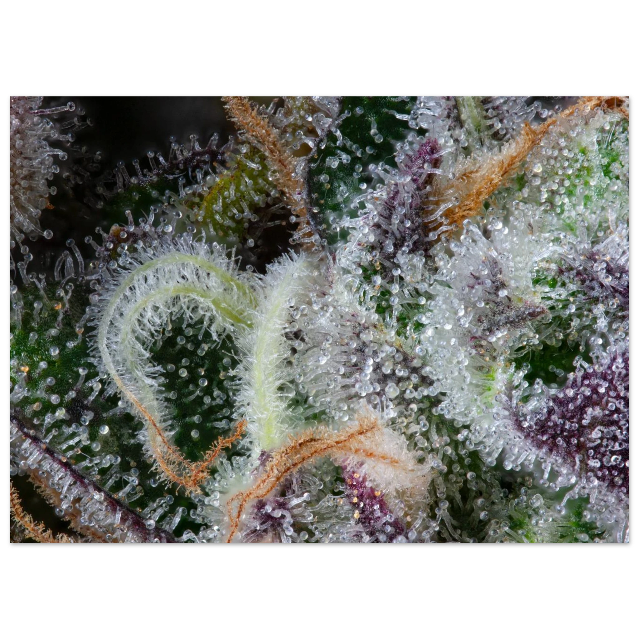 e0b566cd-0702-476e-a090-61698ac85b45