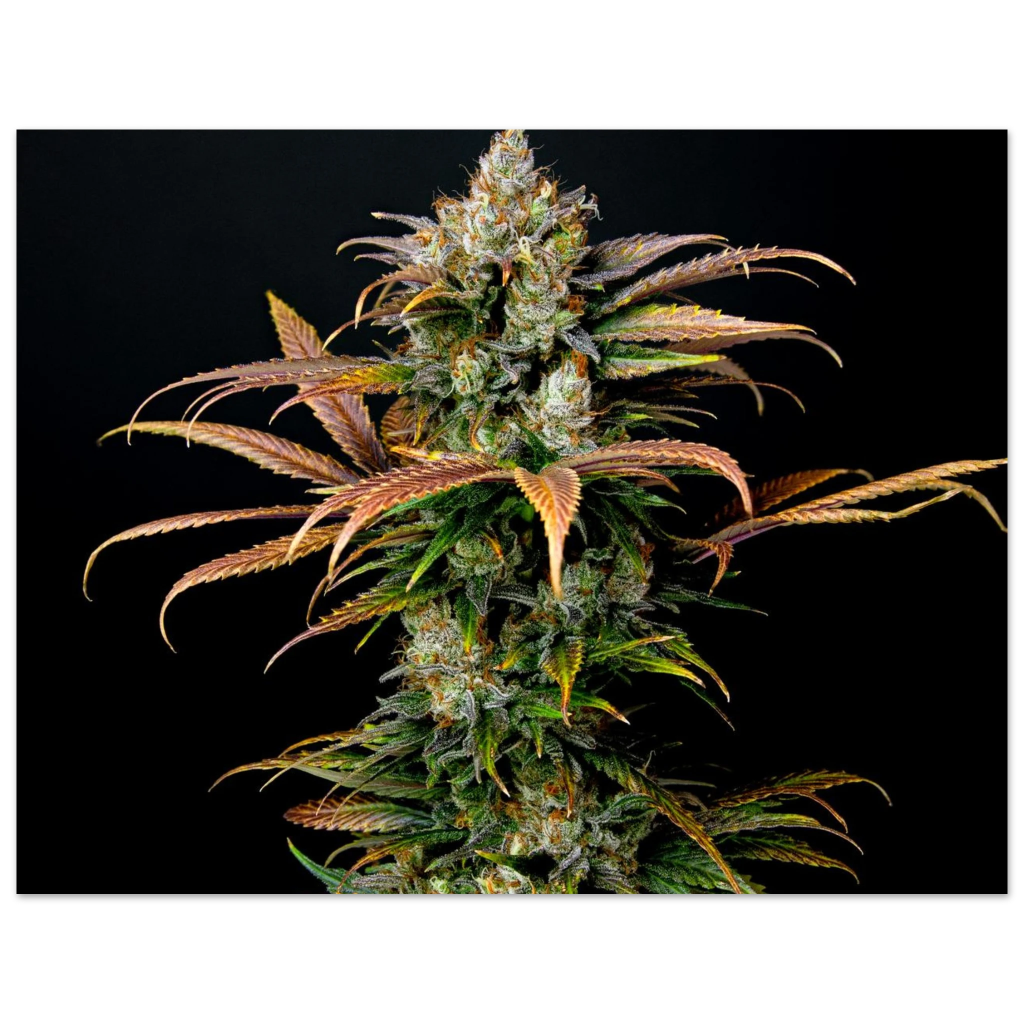 e0c265f5-caba-43a0-ba27-e1e174d63e0f