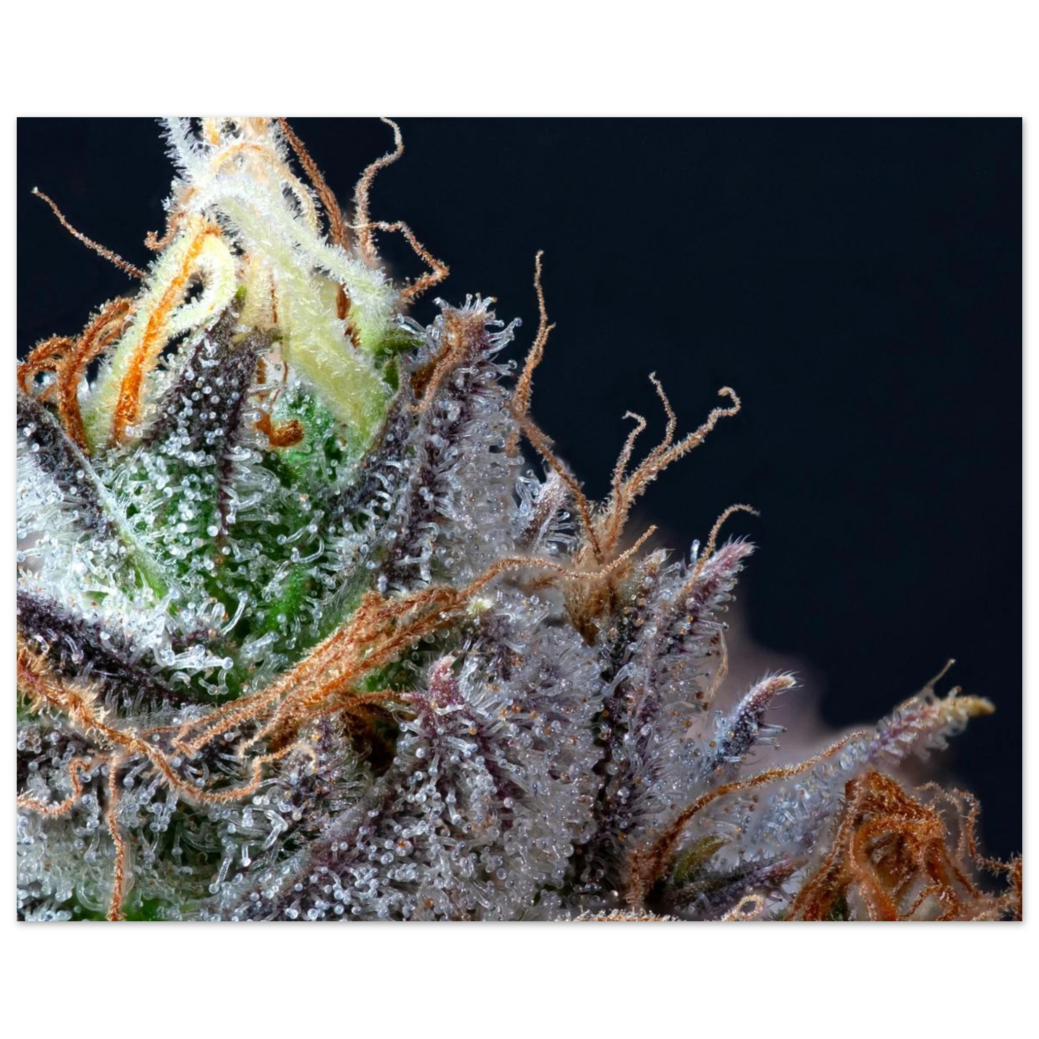 e295fe16-f7a5-4794-b345-921082764f8f