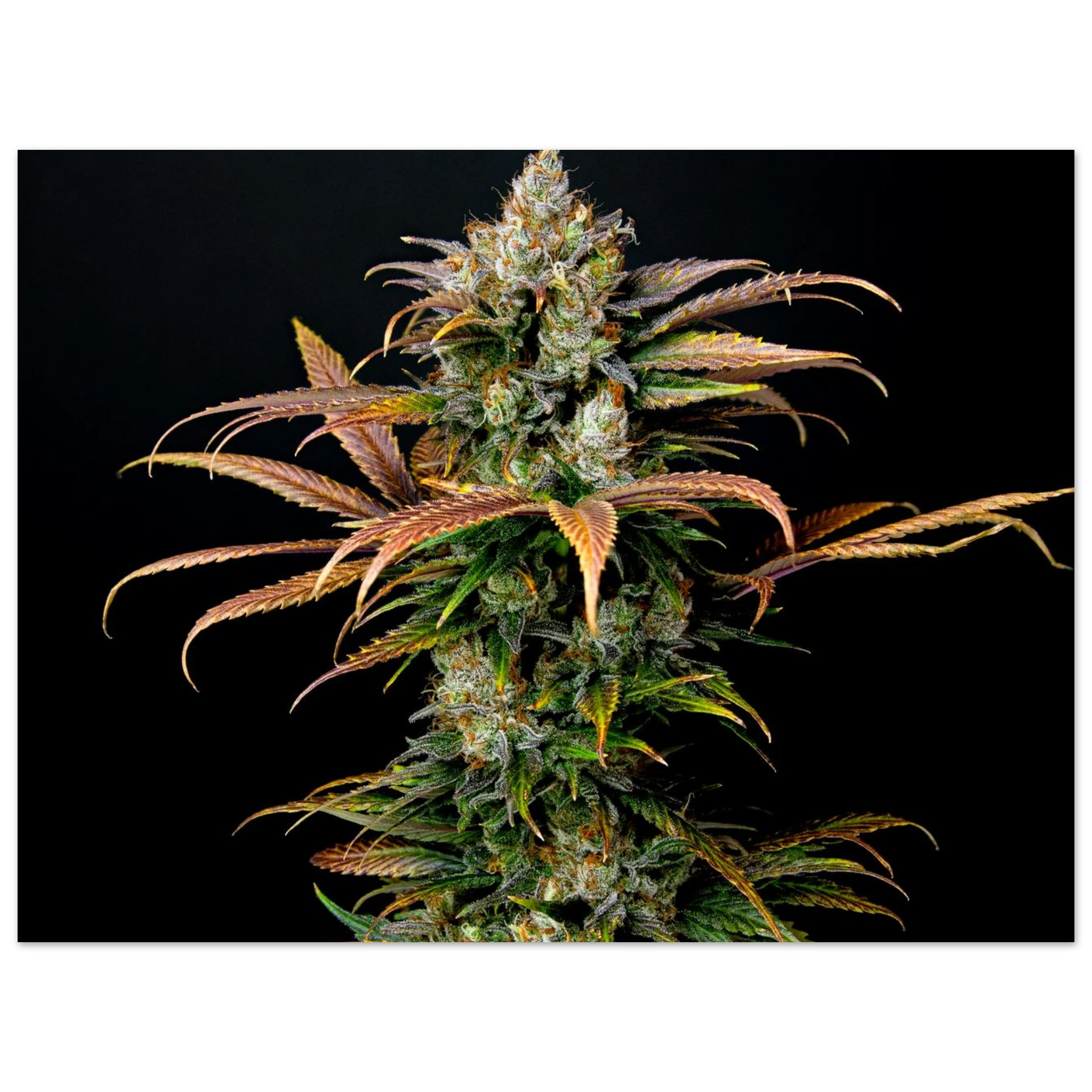 e4e5637b-8c66-4185-93fe-56673d7a373b