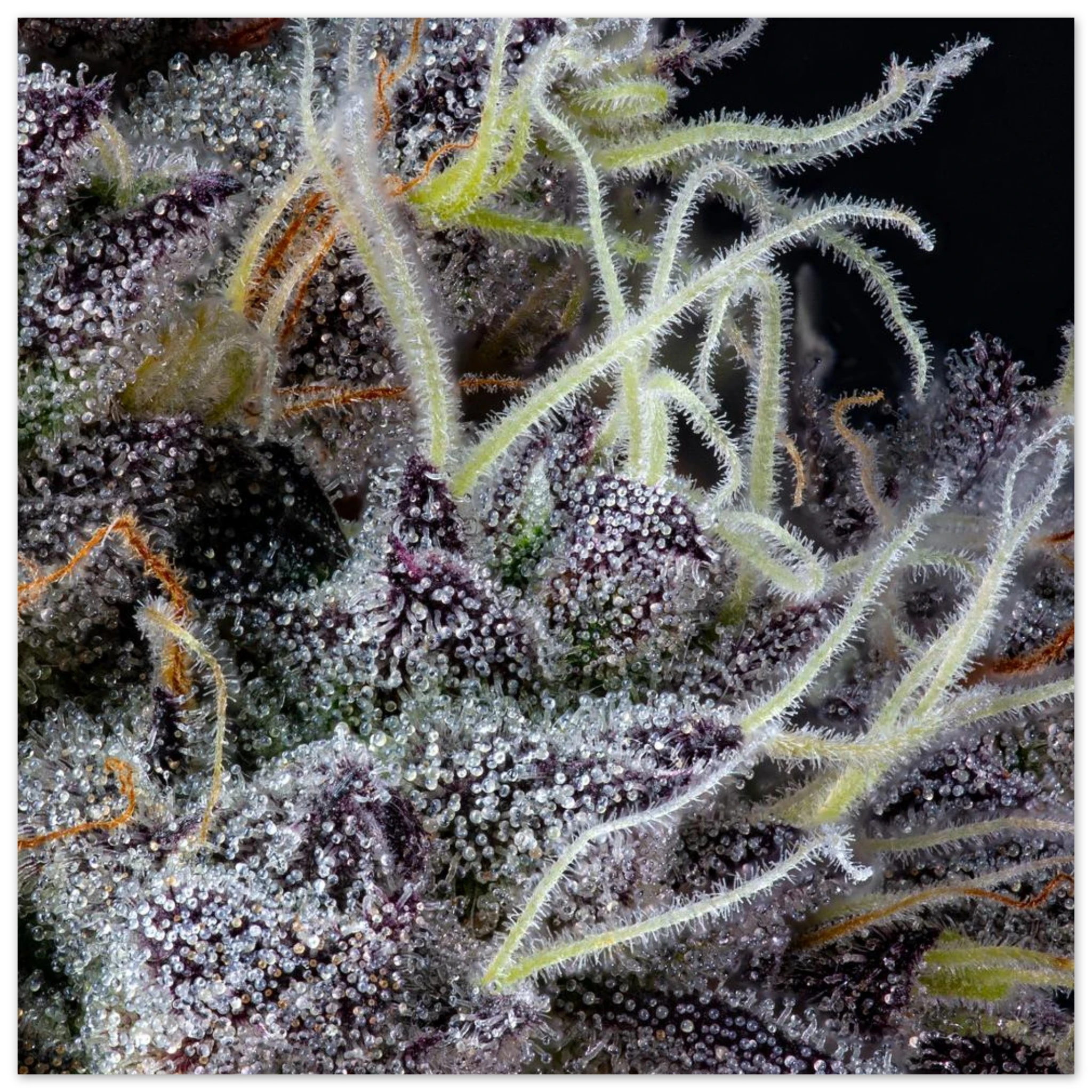 e9200f89-c831-4512-a5b6-ba5c3a56c5c9