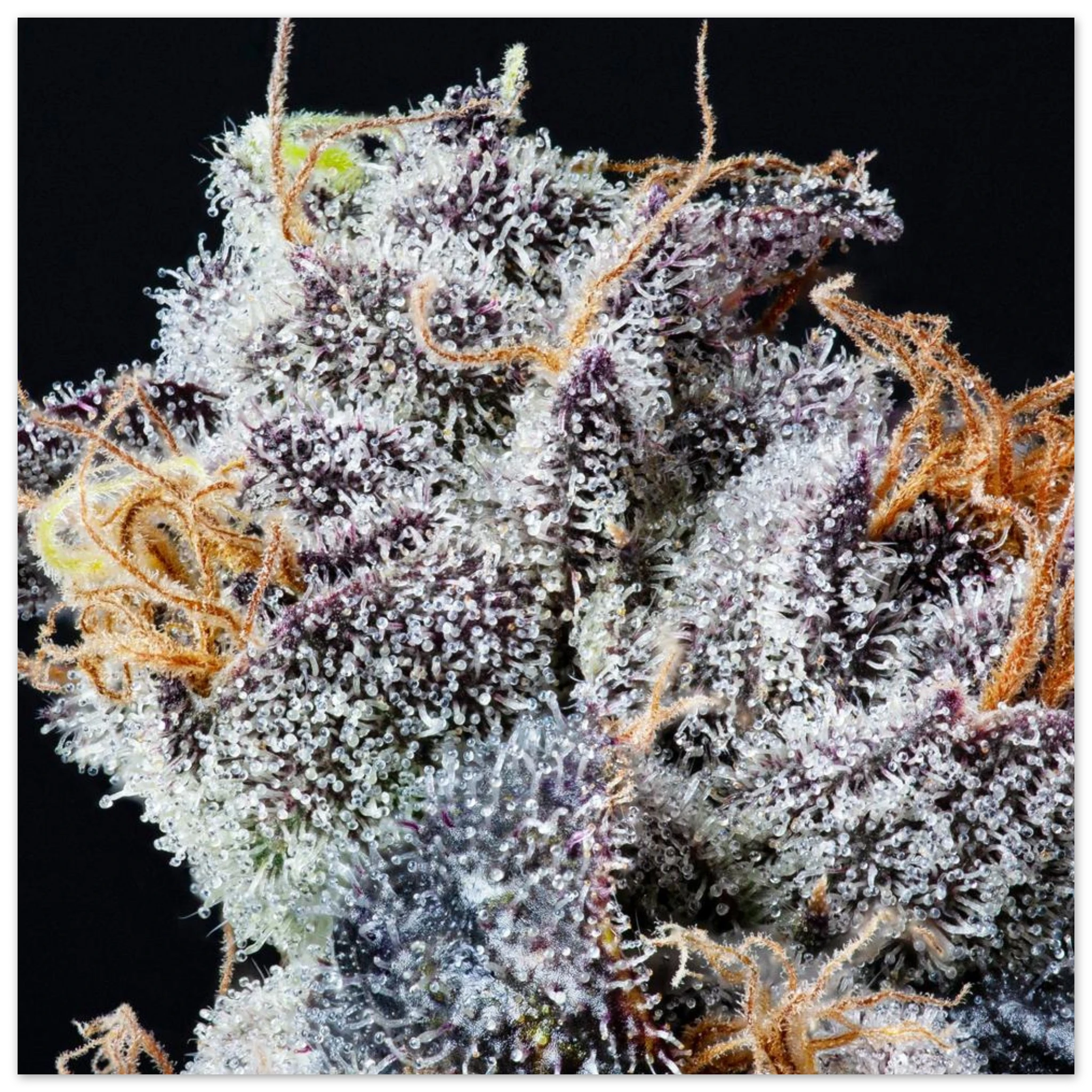 e955405a-49a5-4eaa-8c82-c3ee503c8a11