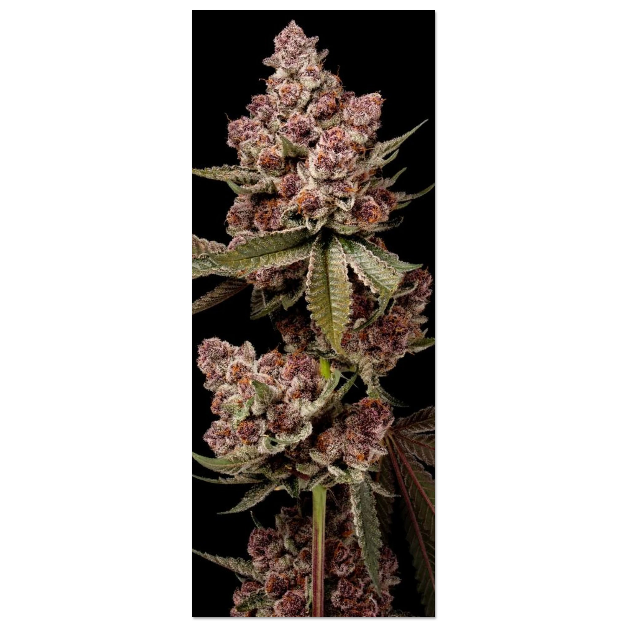 ee091638-049e-4a59-ae55-0bce0e45ae6e