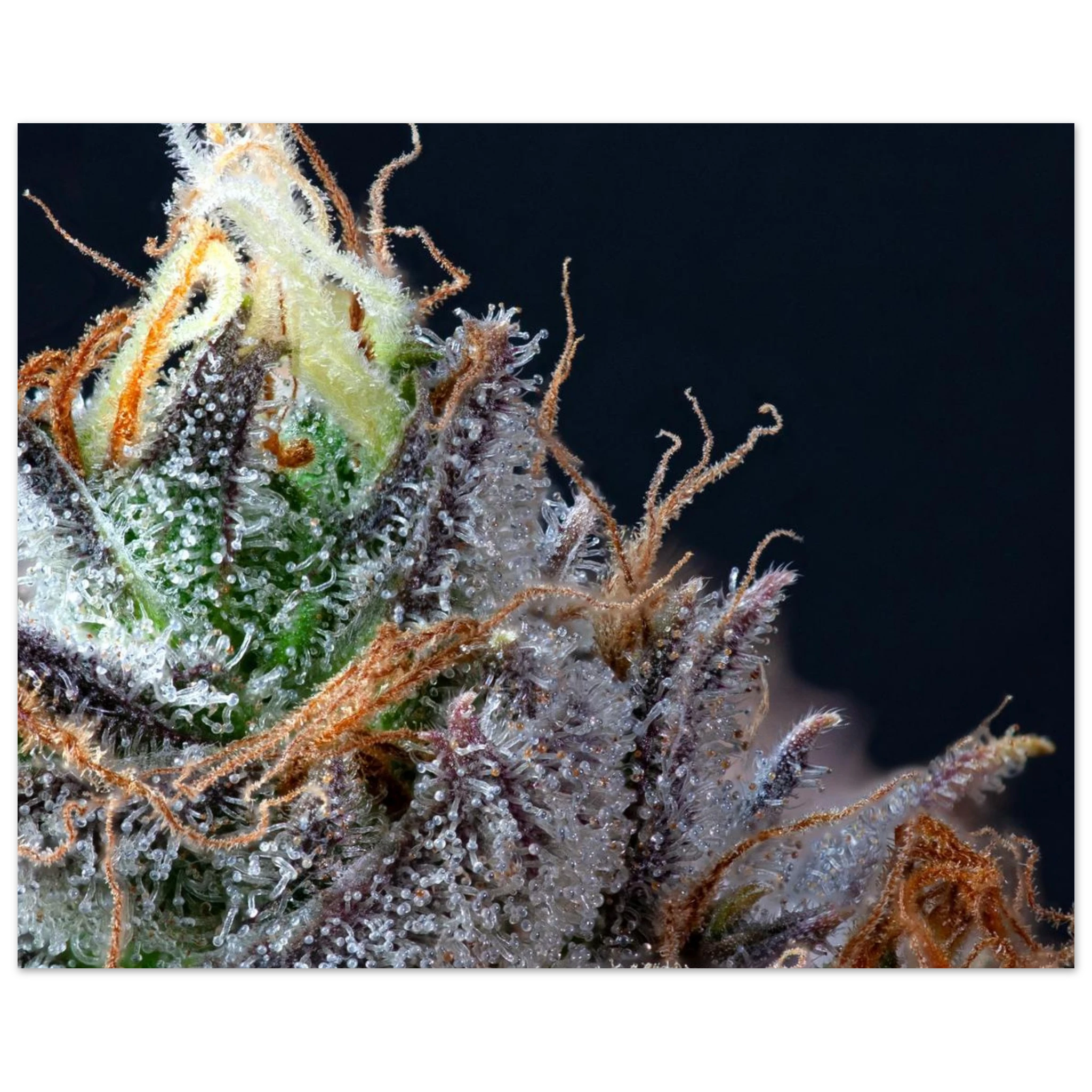 f0c55949-70af-43dd-bc13-f7152560df08