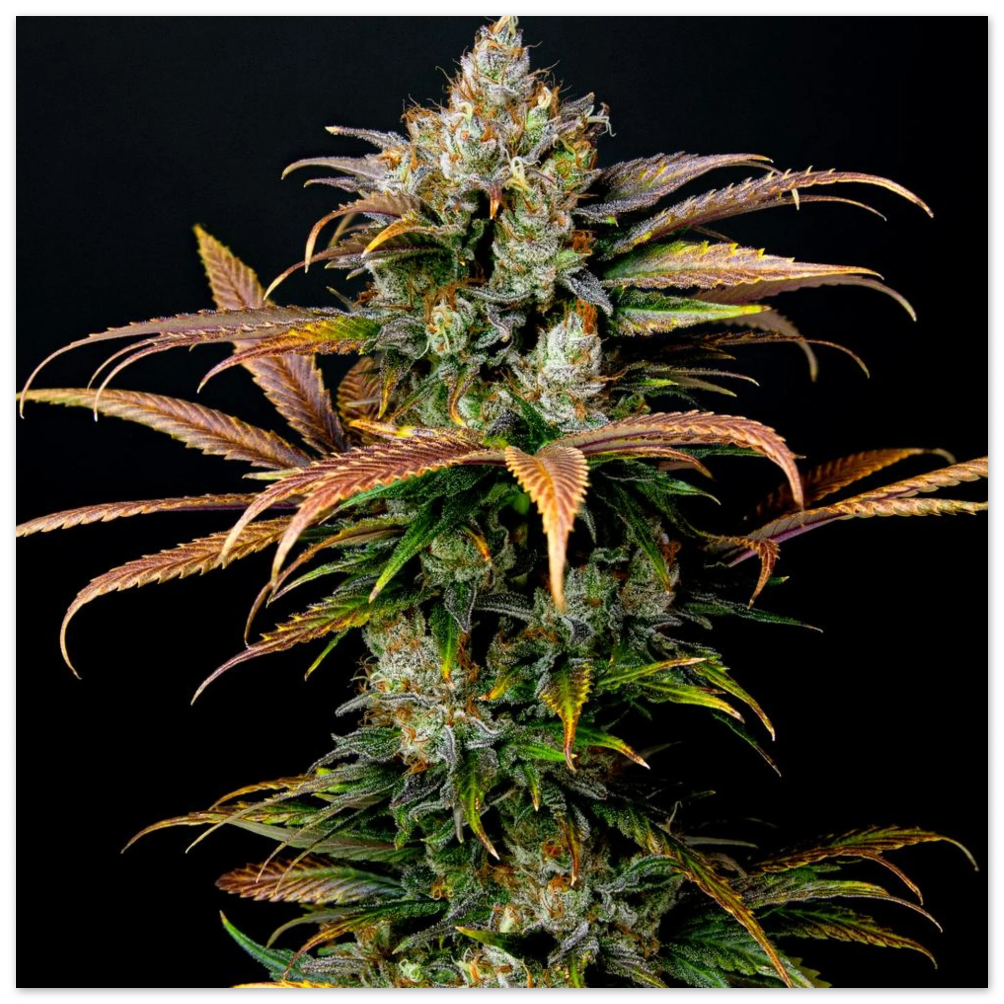 f720b648-c70d-45df-b9ff-766d28bc5363