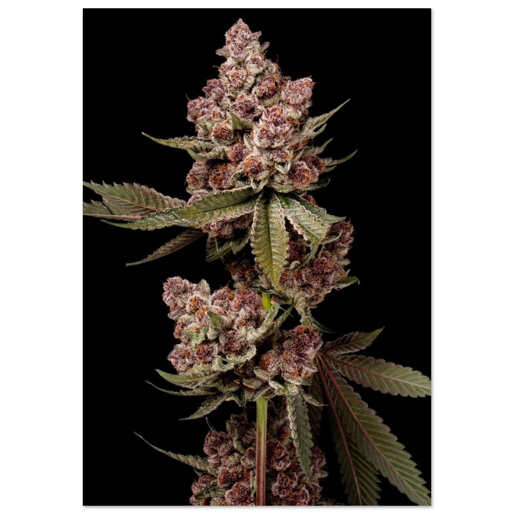 f9985254-de66-428e-8e60-f8ebf1330652