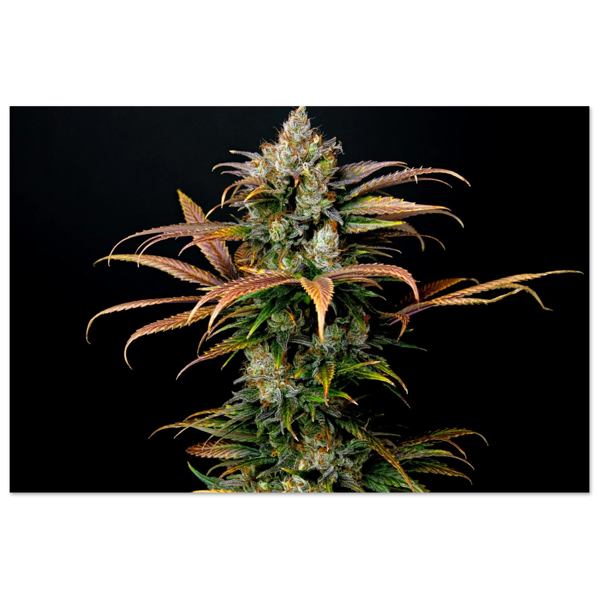 f9ff49a6-786f-45c6-8c38-69976280b23a