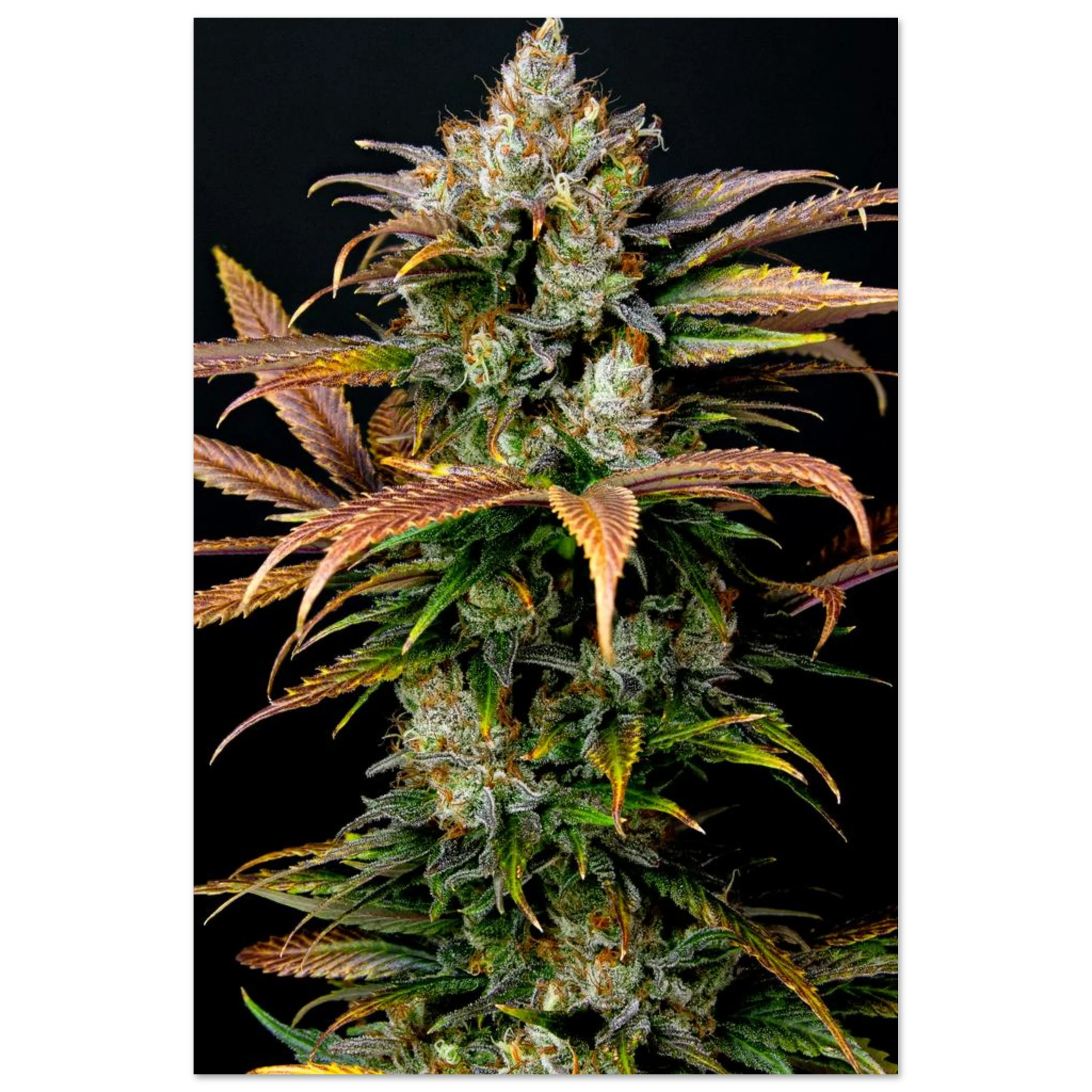 fb9dba31-8481-4dd1-acd9-1ade38c89d4e