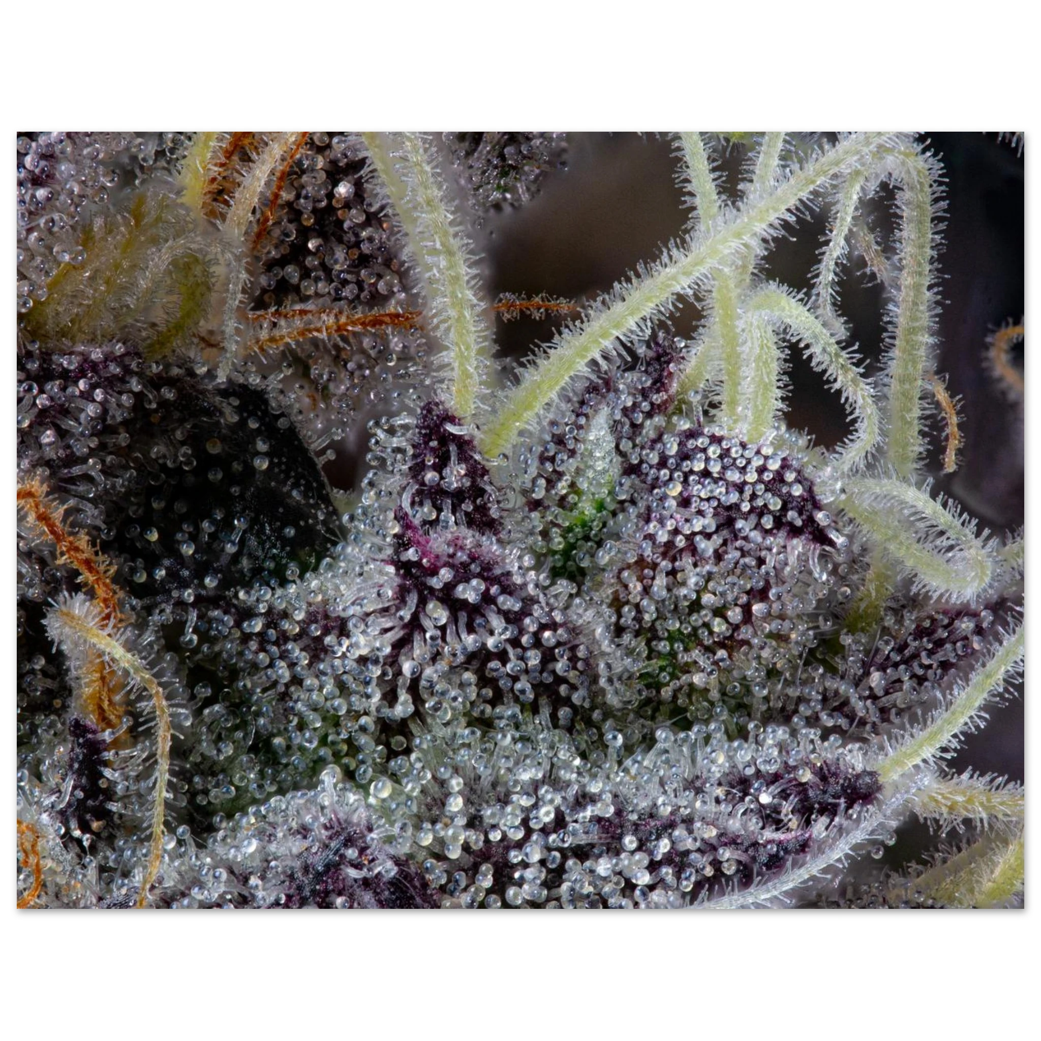 fdb73bc8-d8df-47aa-aa68-a6bacbe1f0bc